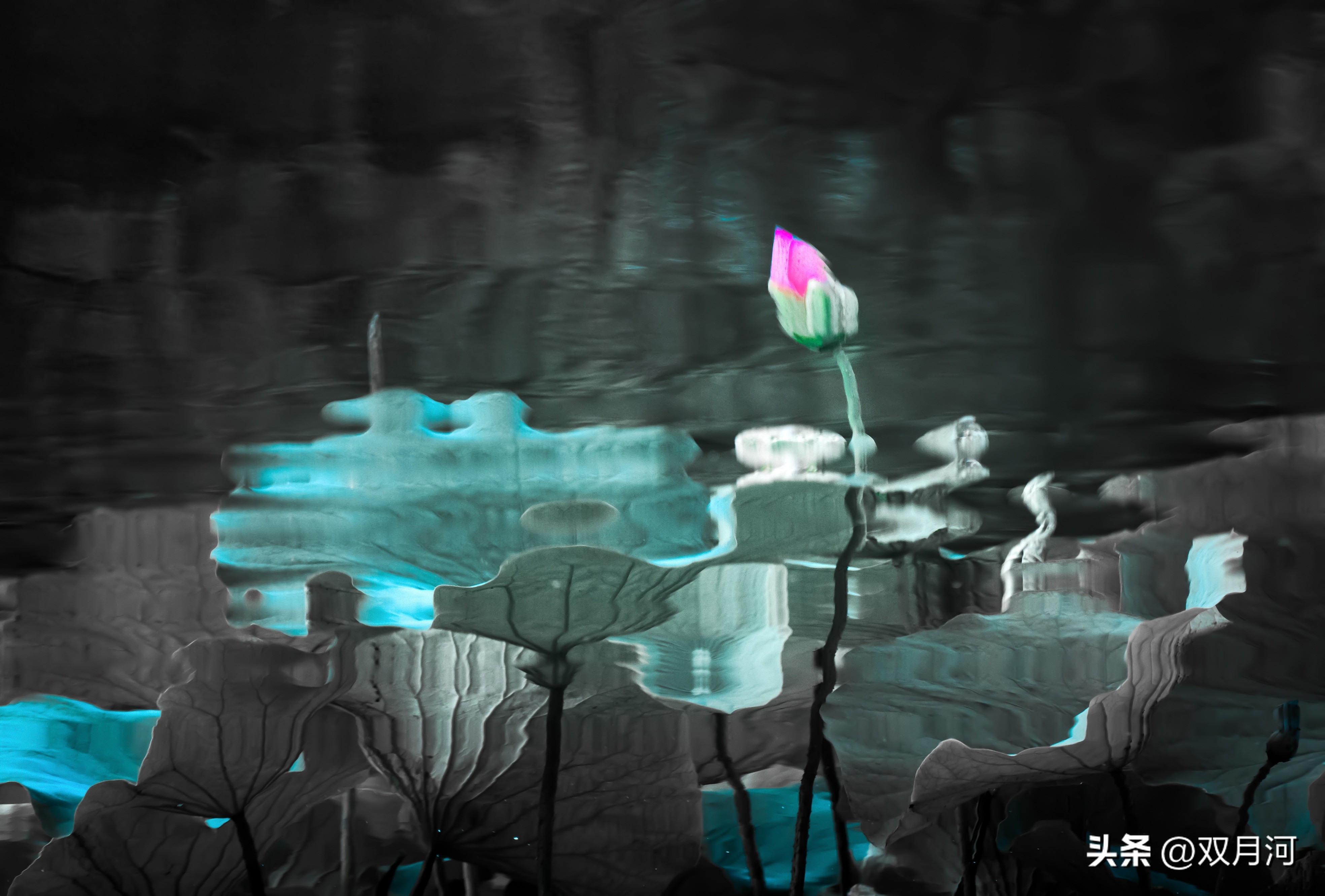 描写赞美荷花的古诗名句(图1)