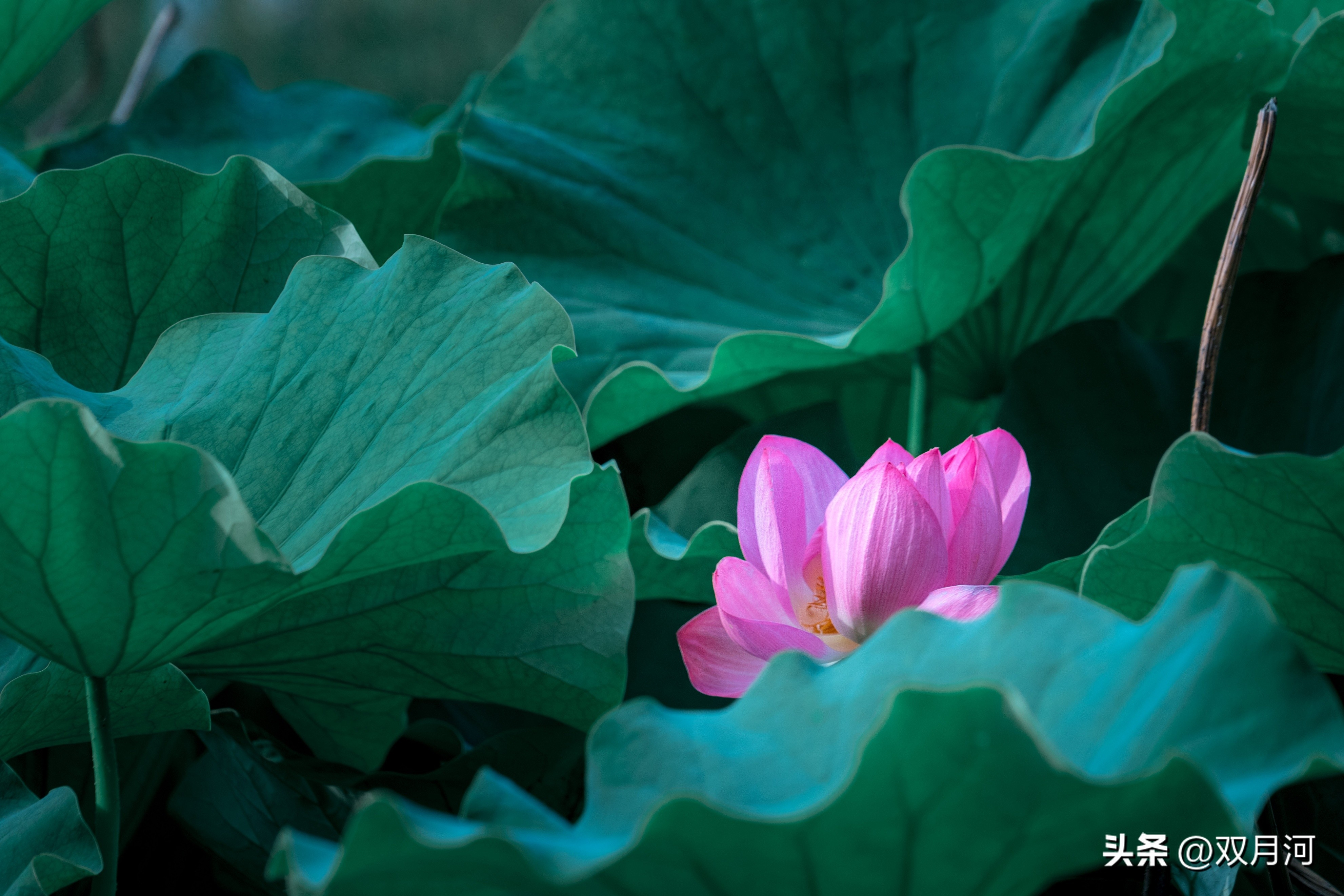 描写赞美荷花的古诗名句(图3)