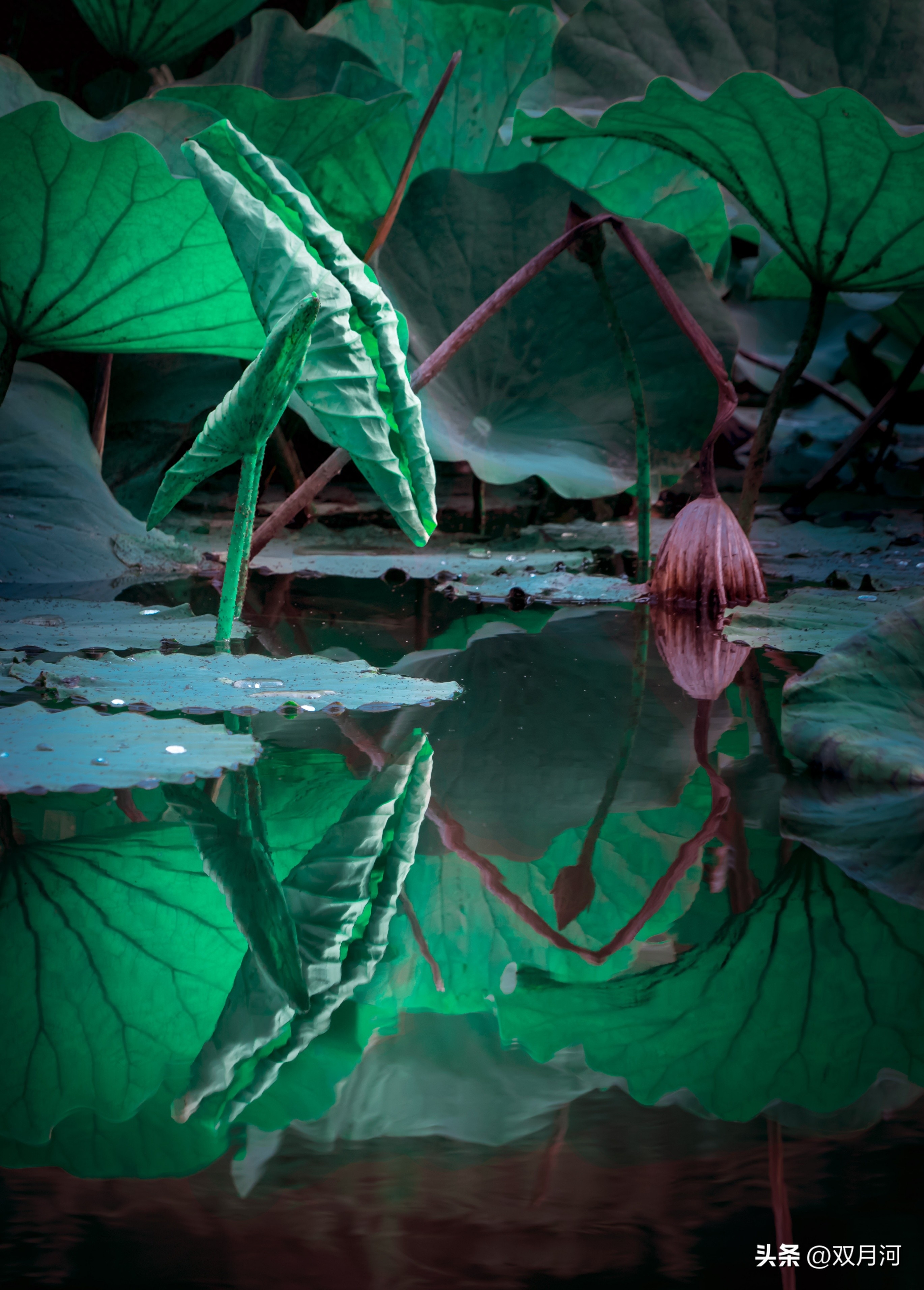 描写赞美荷花的古诗名句(图4)