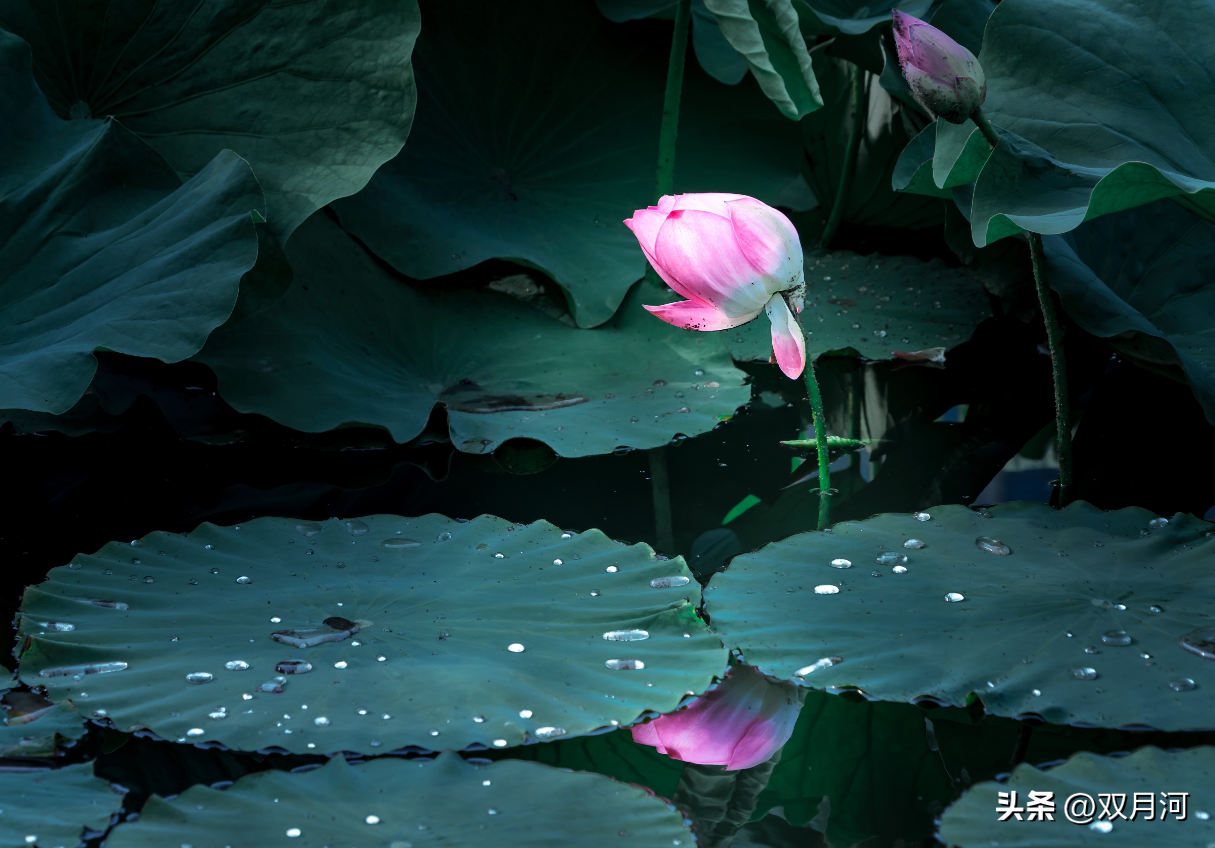 描写赞美荷花的古诗名句(图5)