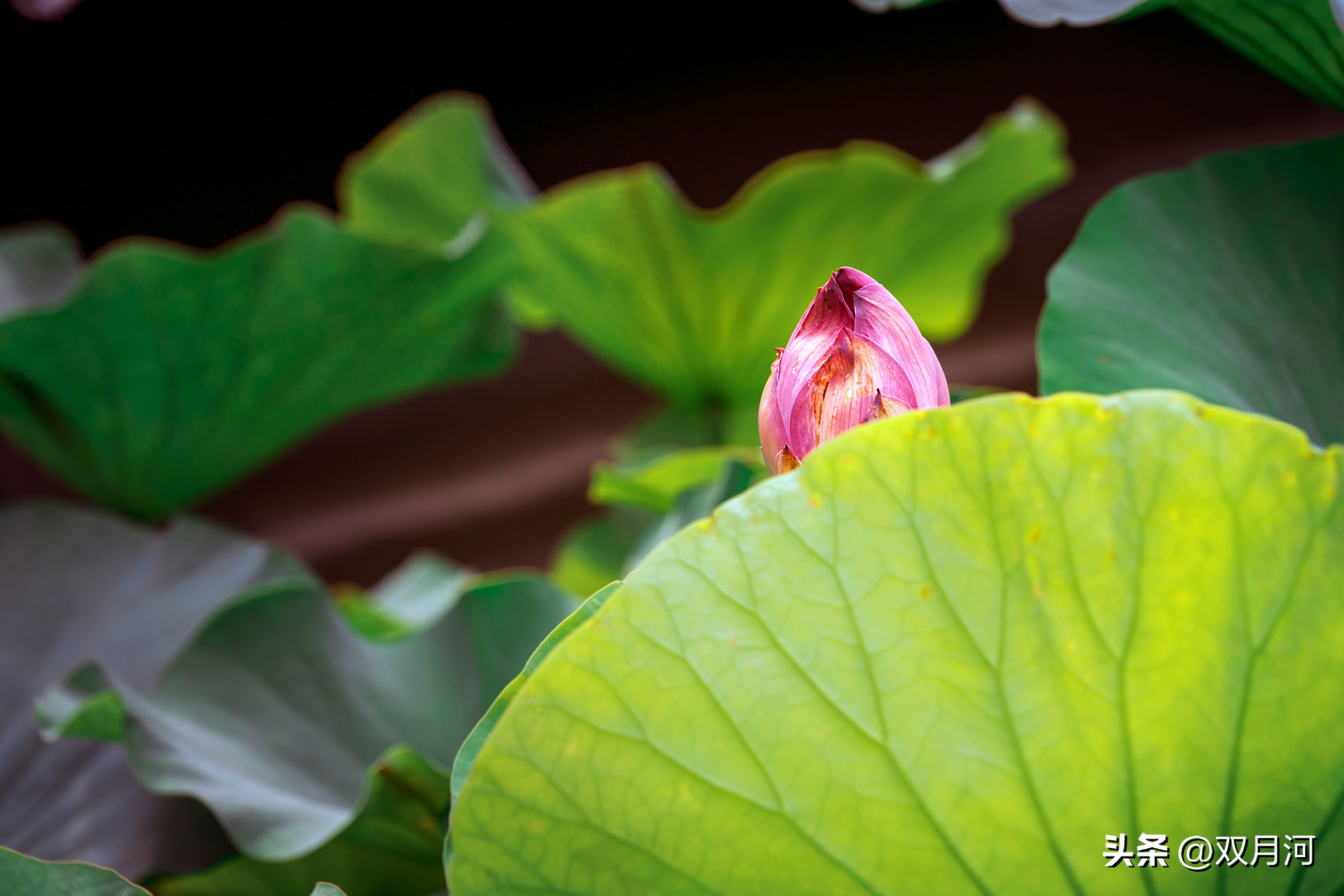 描写赞美荷花的古诗名句(图6)