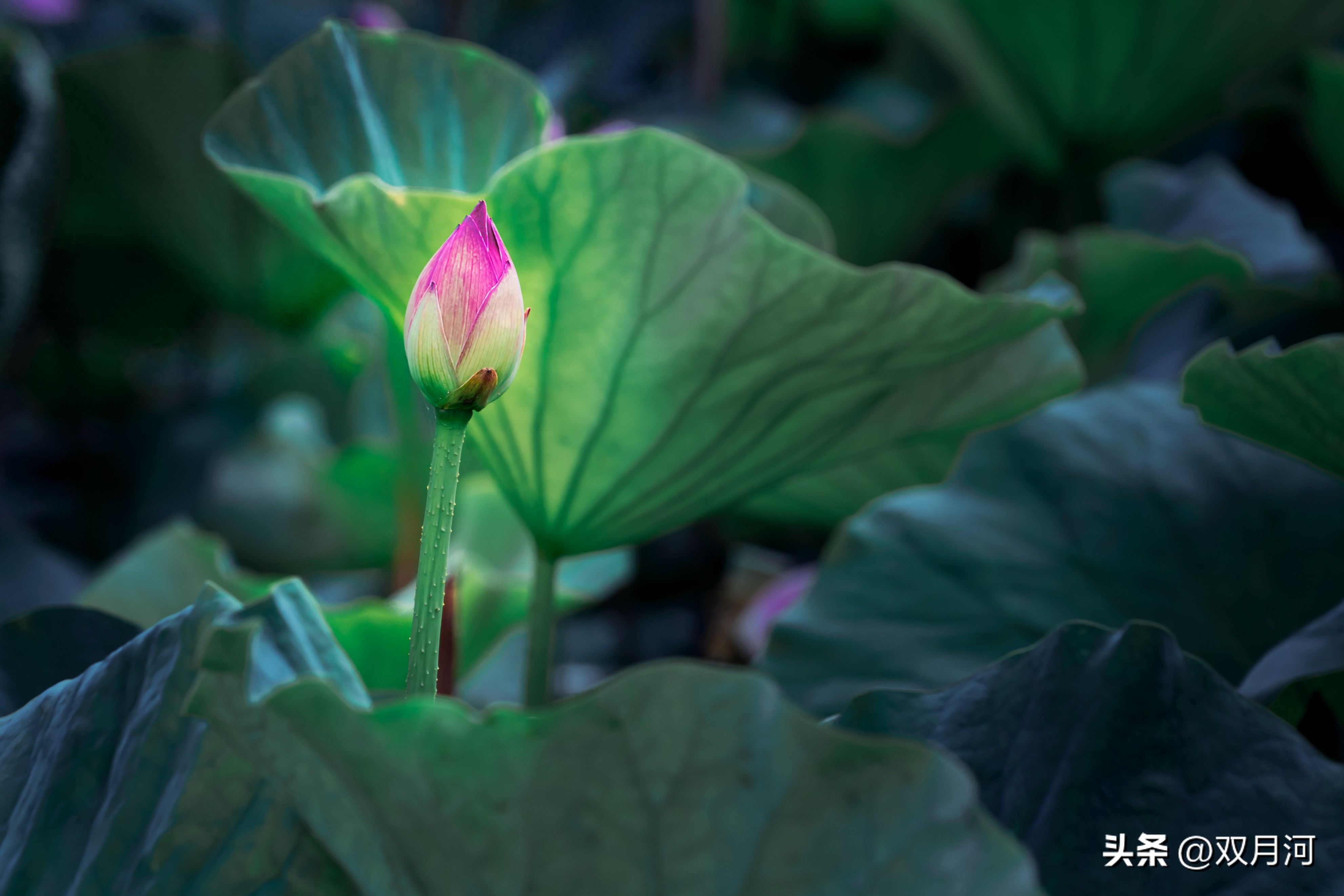 描写赞美荷花的古诗名句(图7)