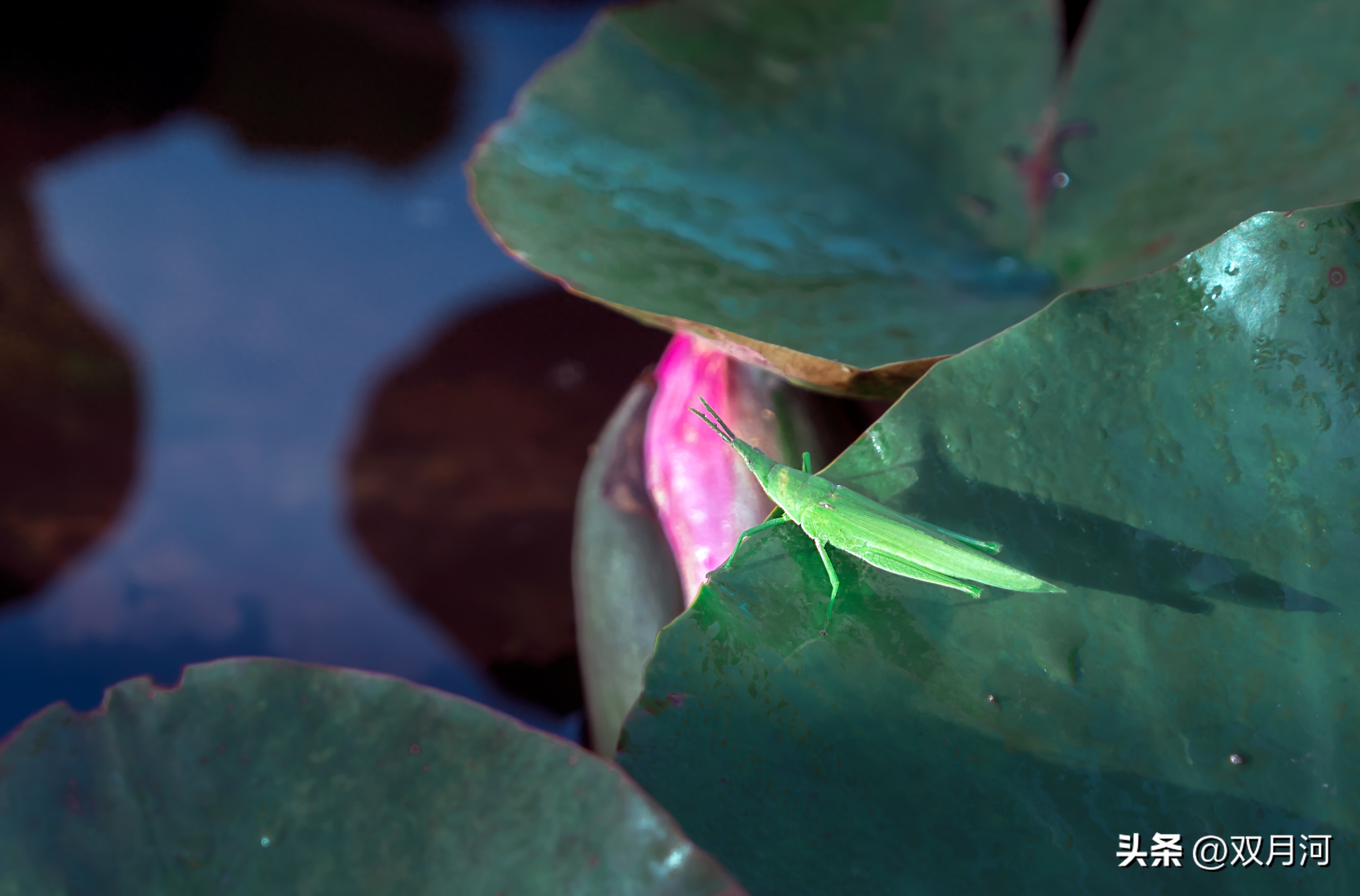 描写赞美荷花的古诗名句(图9)