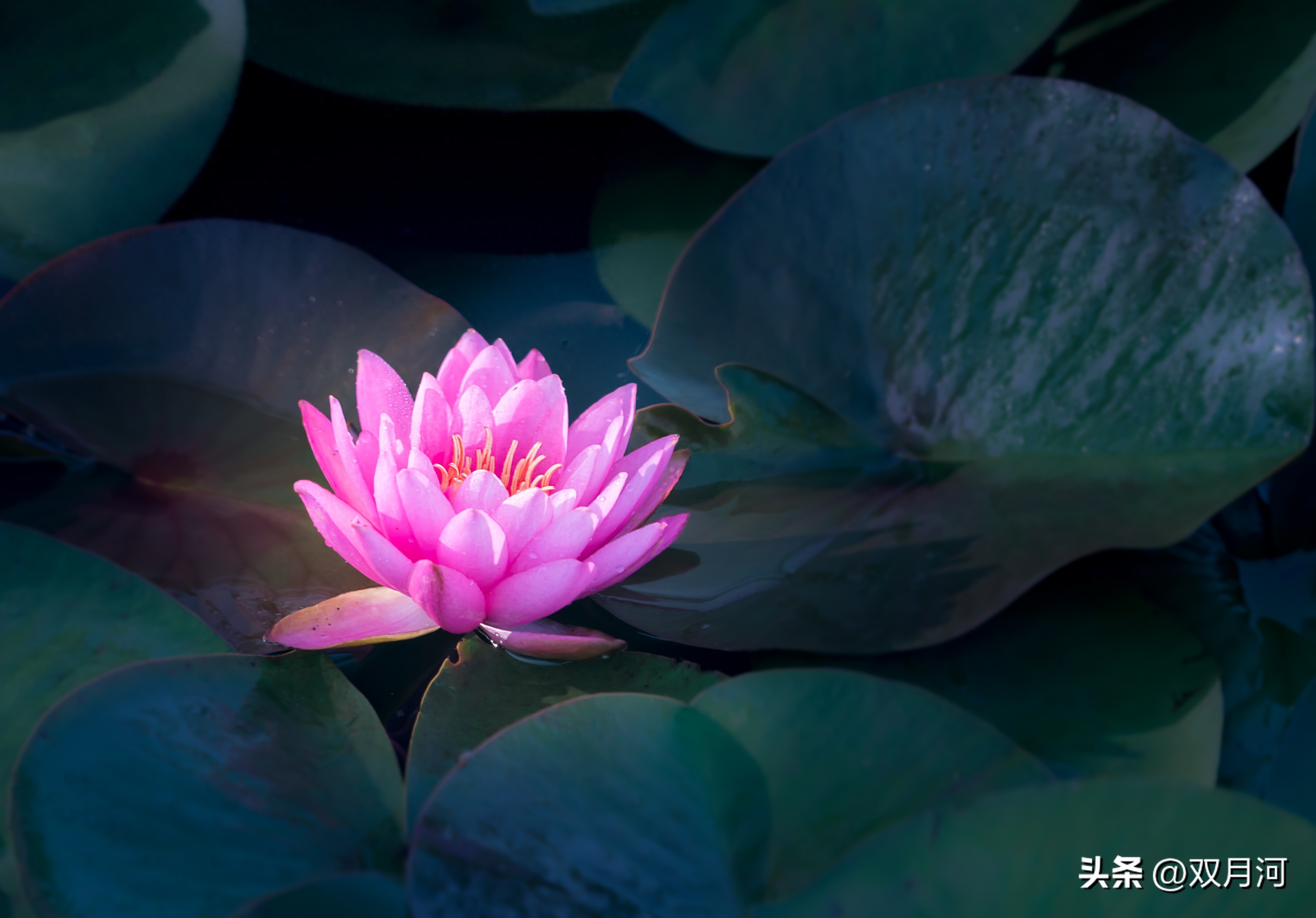 描写赞美荷花的古诗名句(图10)