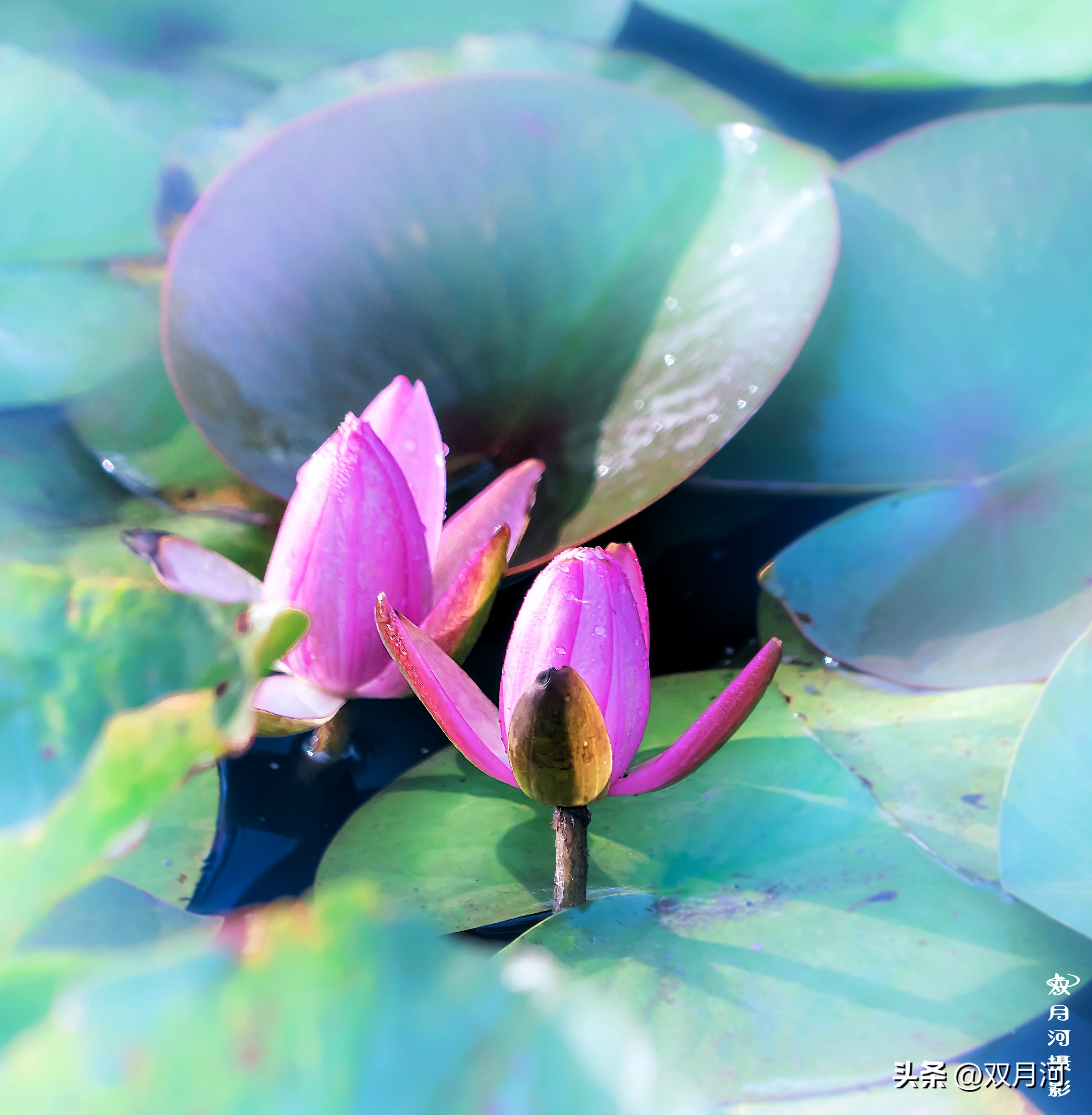 描写赞美荷花的古诗名句(图11)