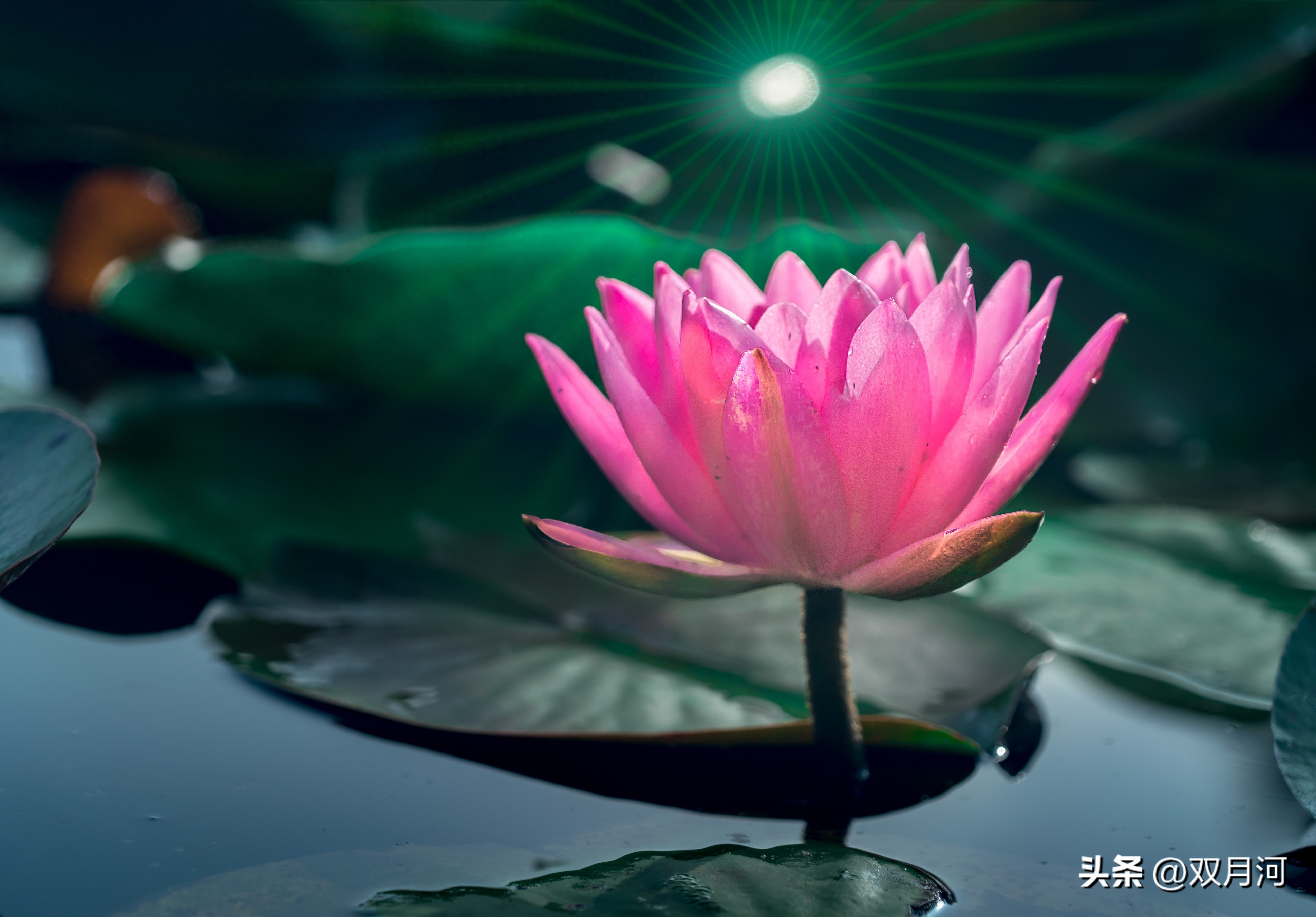 描写赞美荷花的古诗名句(图13)