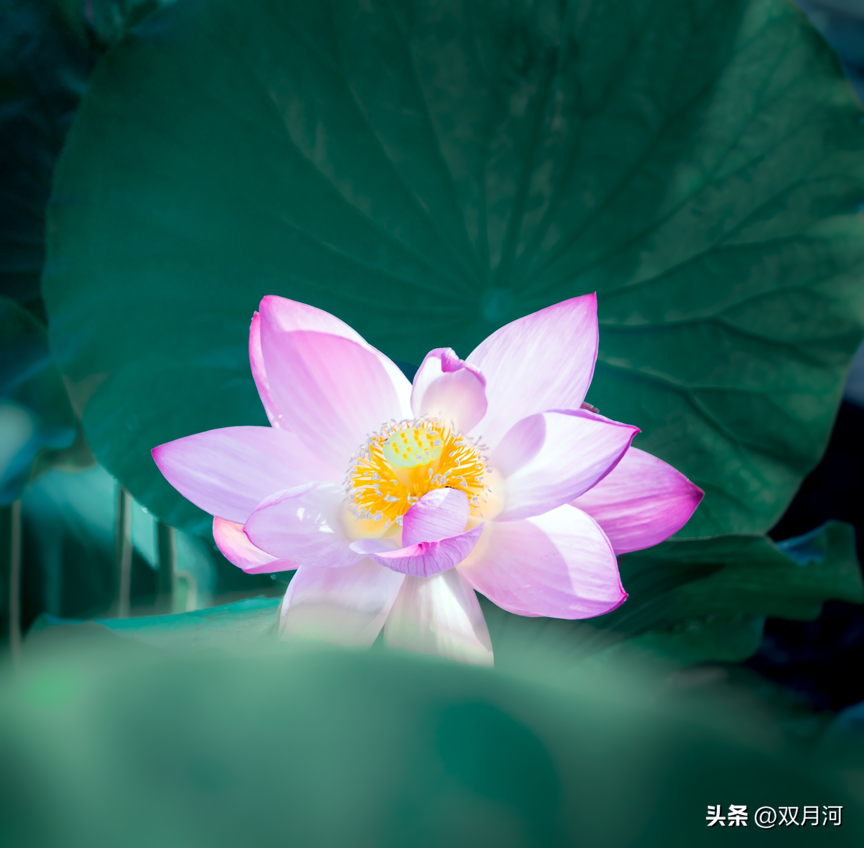 描写赞美荷花的古诗名句(图14)