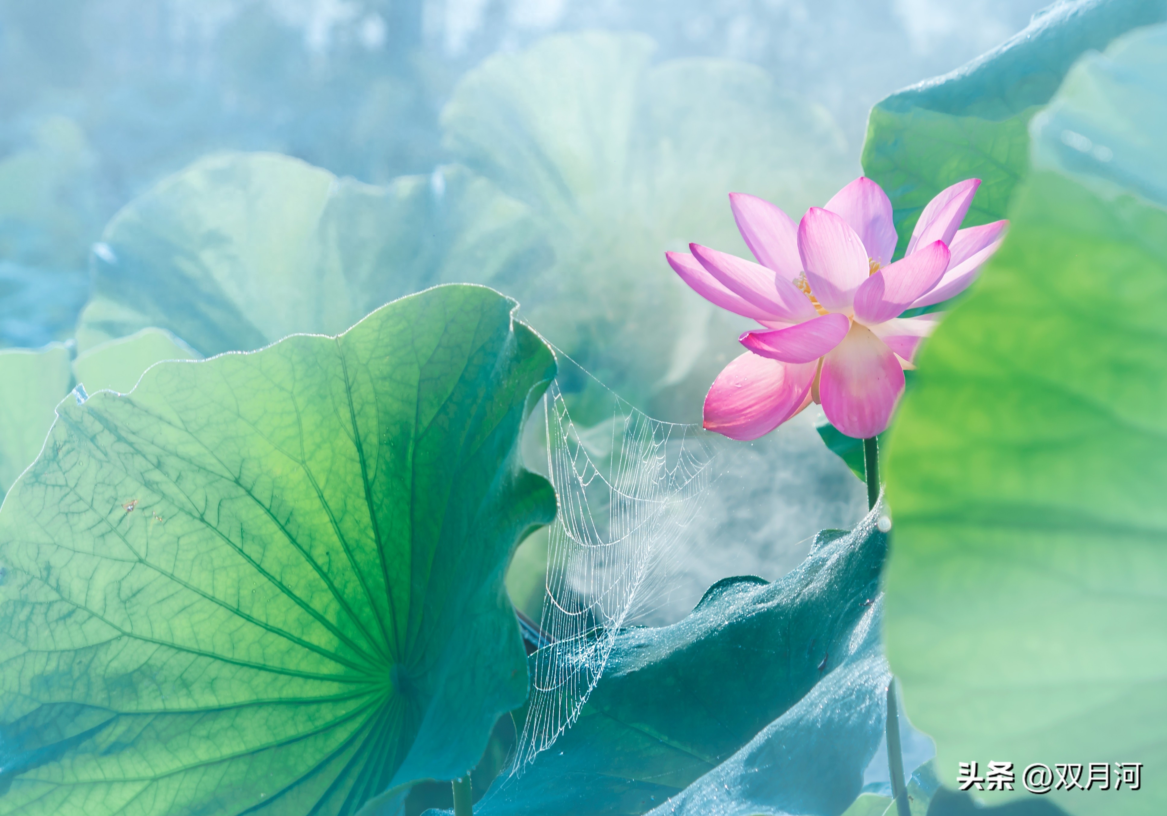 描写赞美荷花的古诗名句(图15)