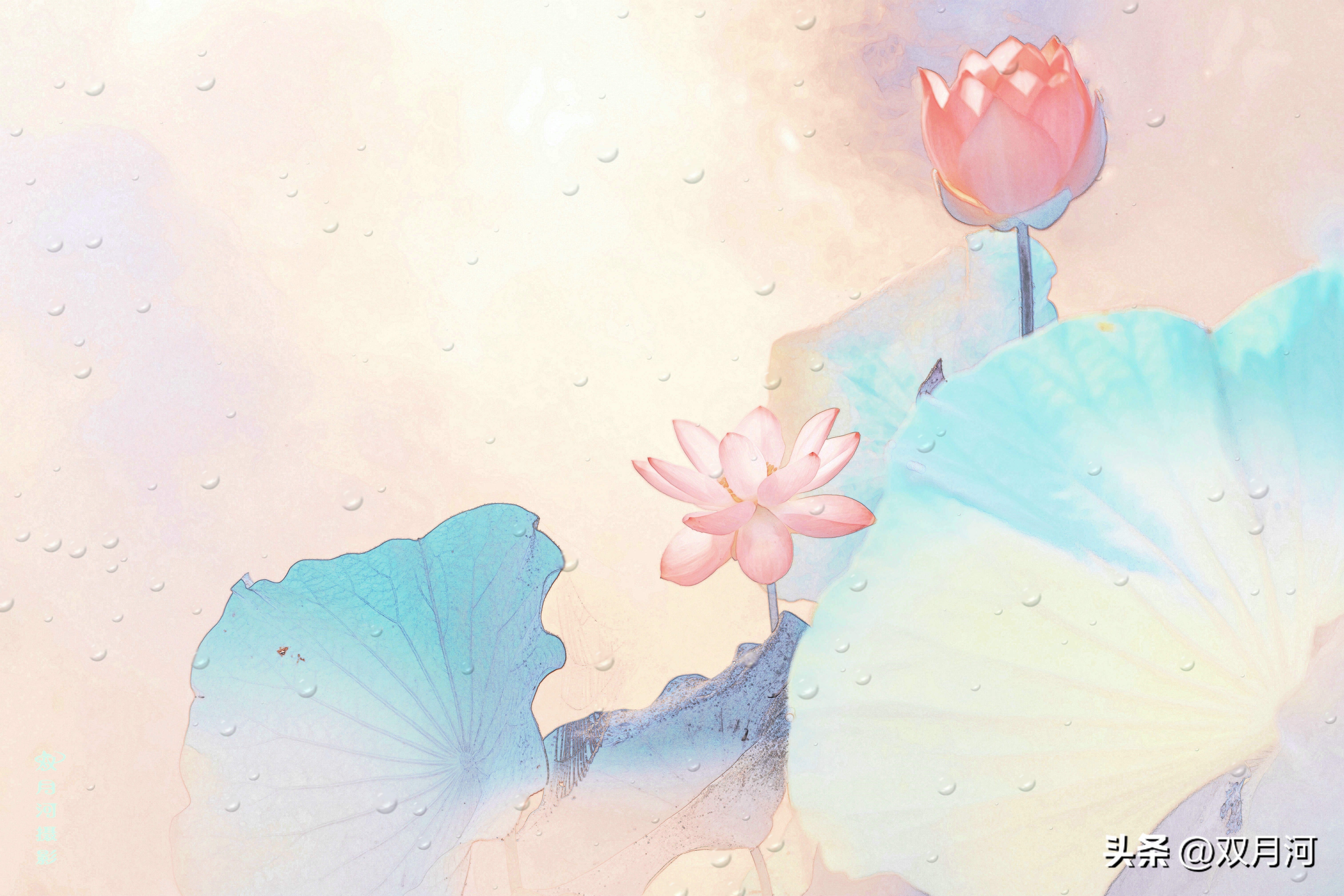 描写赞美荷花的古诗名句(图16)