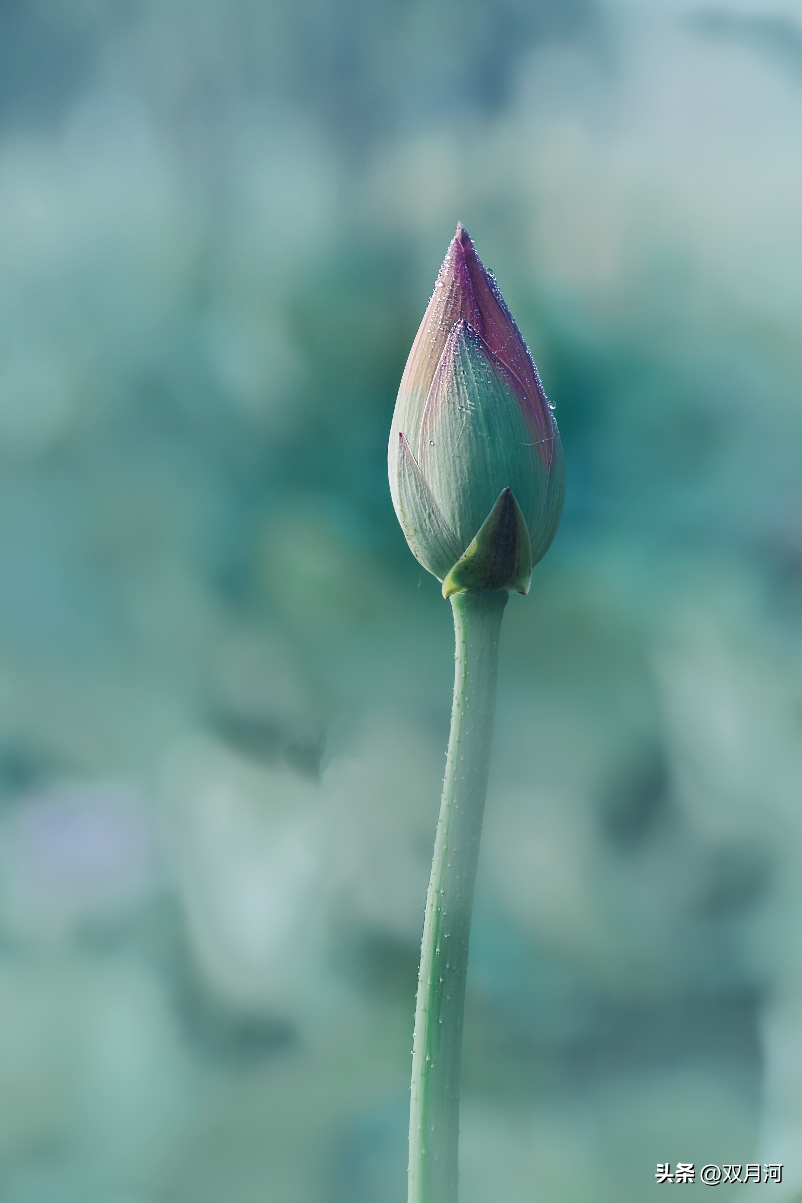 描写赞美荷花的古诗名句(图18)