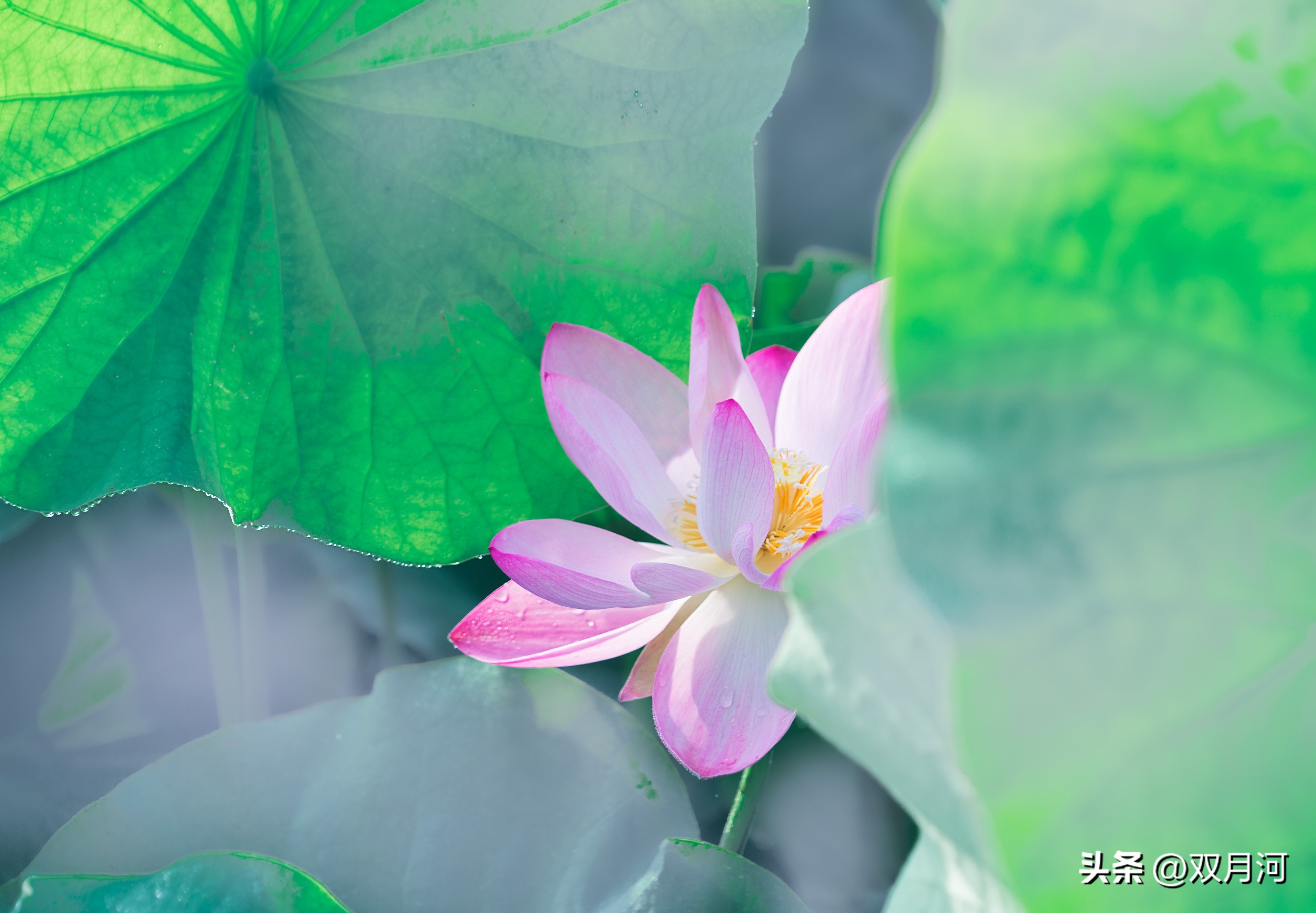 描写赞美荷花的古诗名句(图19)