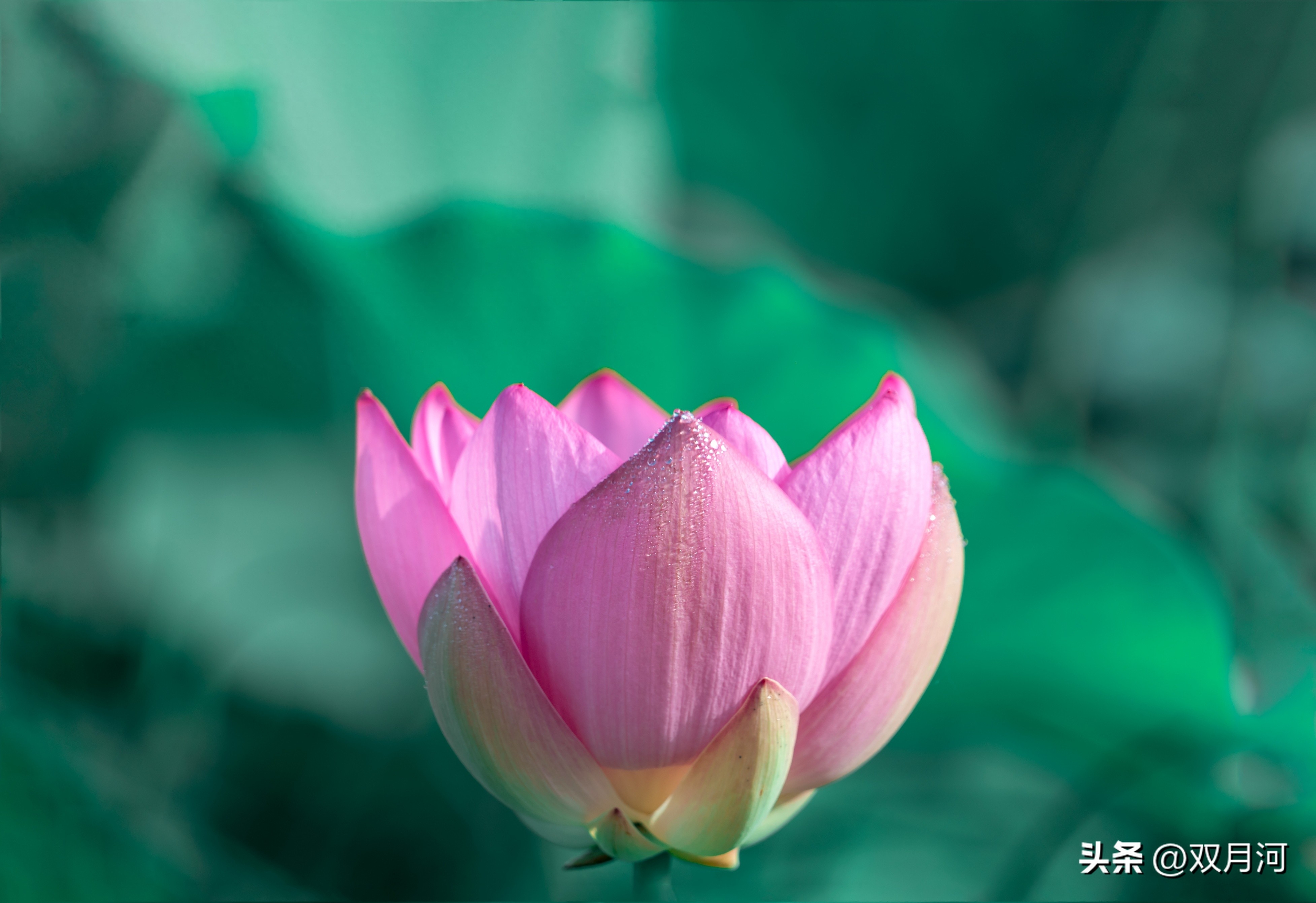 描写赞美荷花的古诗名句(图21)