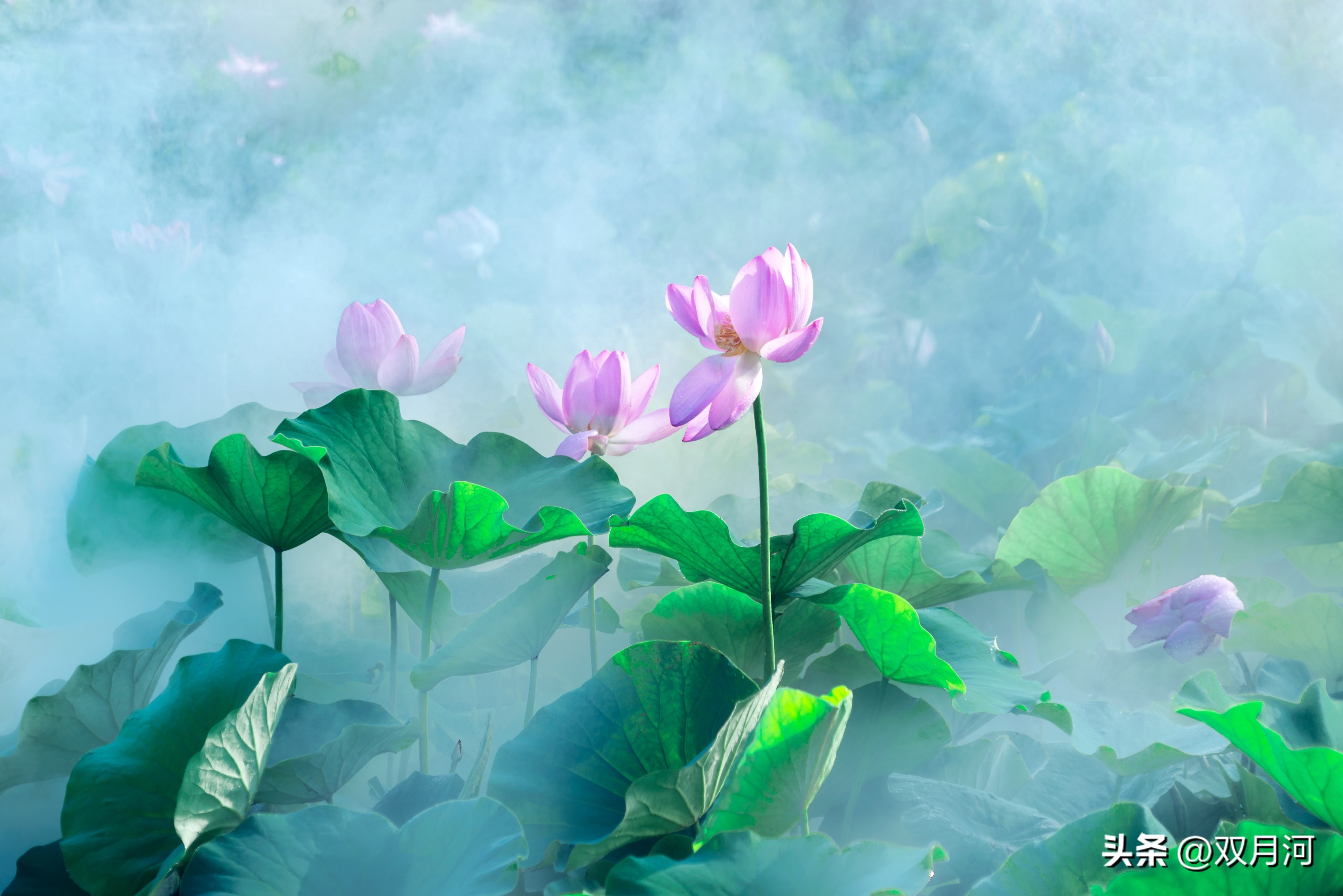 描写赞美荷花的古诗名句(图22)