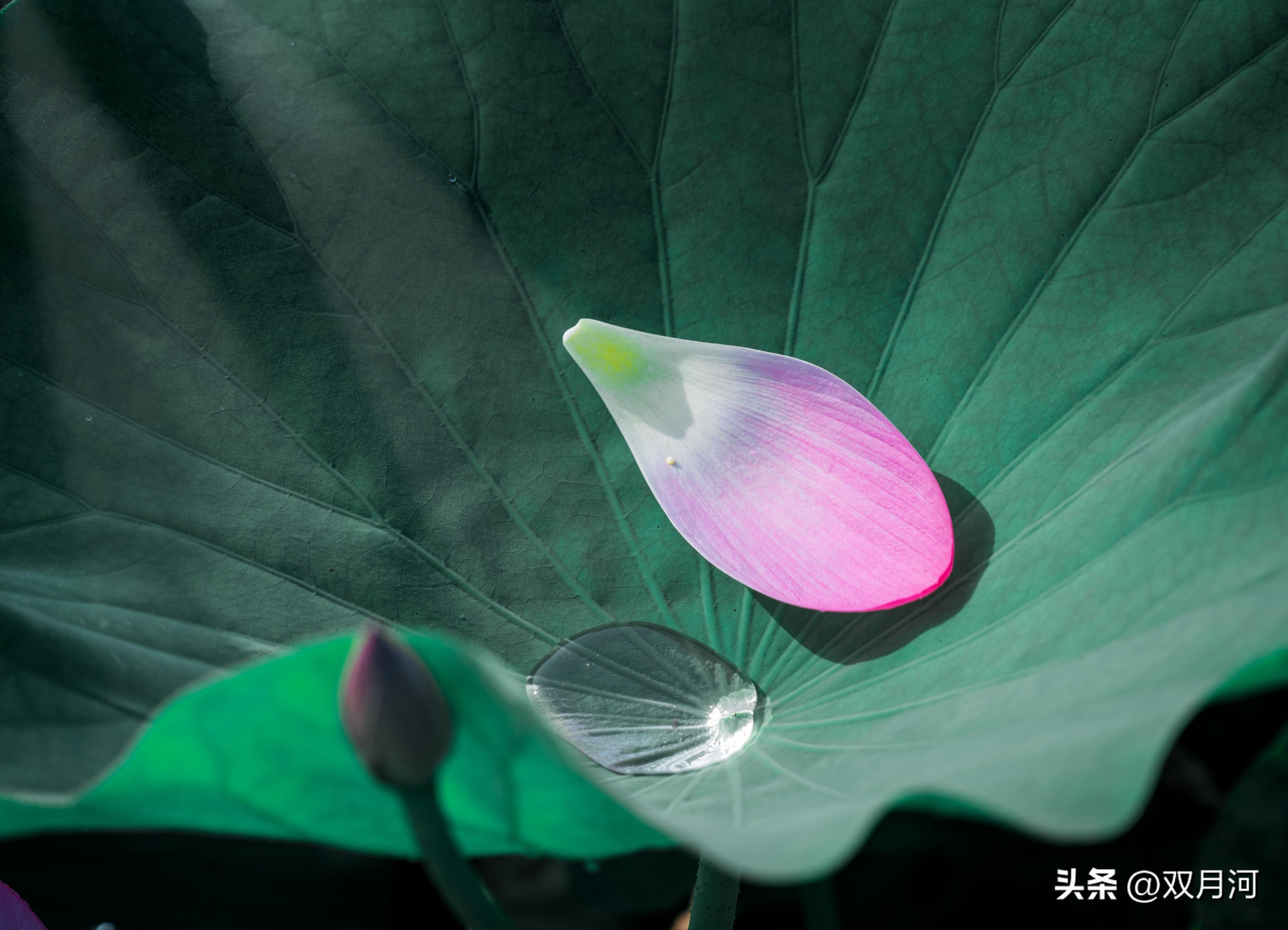 描写赞美荷花的古诗名句(图25)