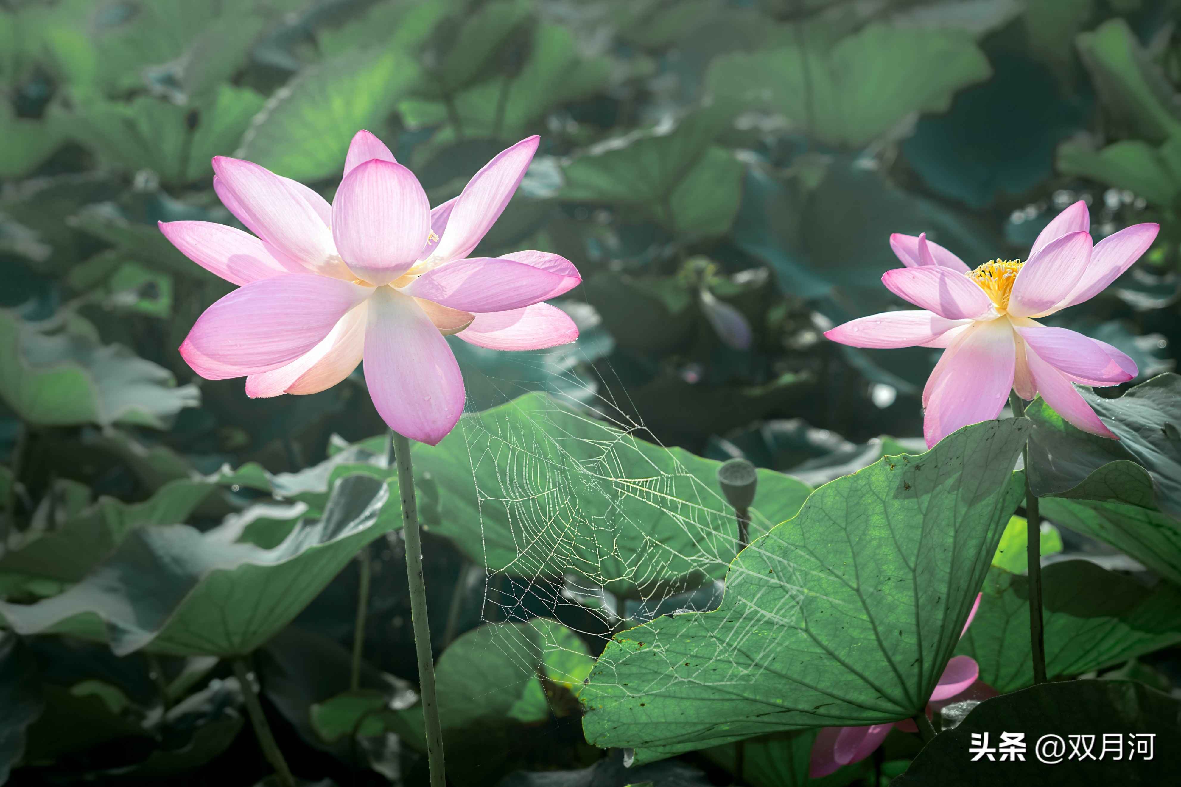 描写赞美荷花的古诗名句(图27)