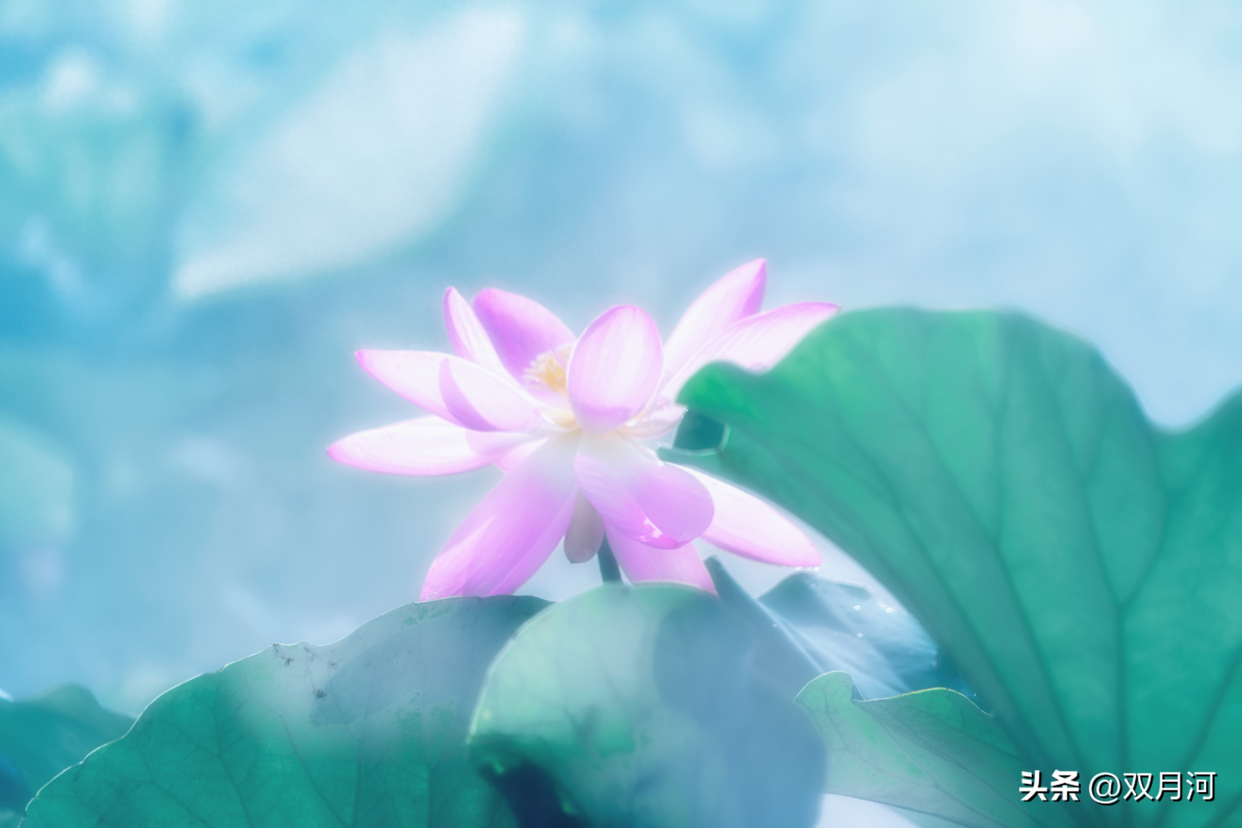 描写赞美荷花的古诗名句(图29)