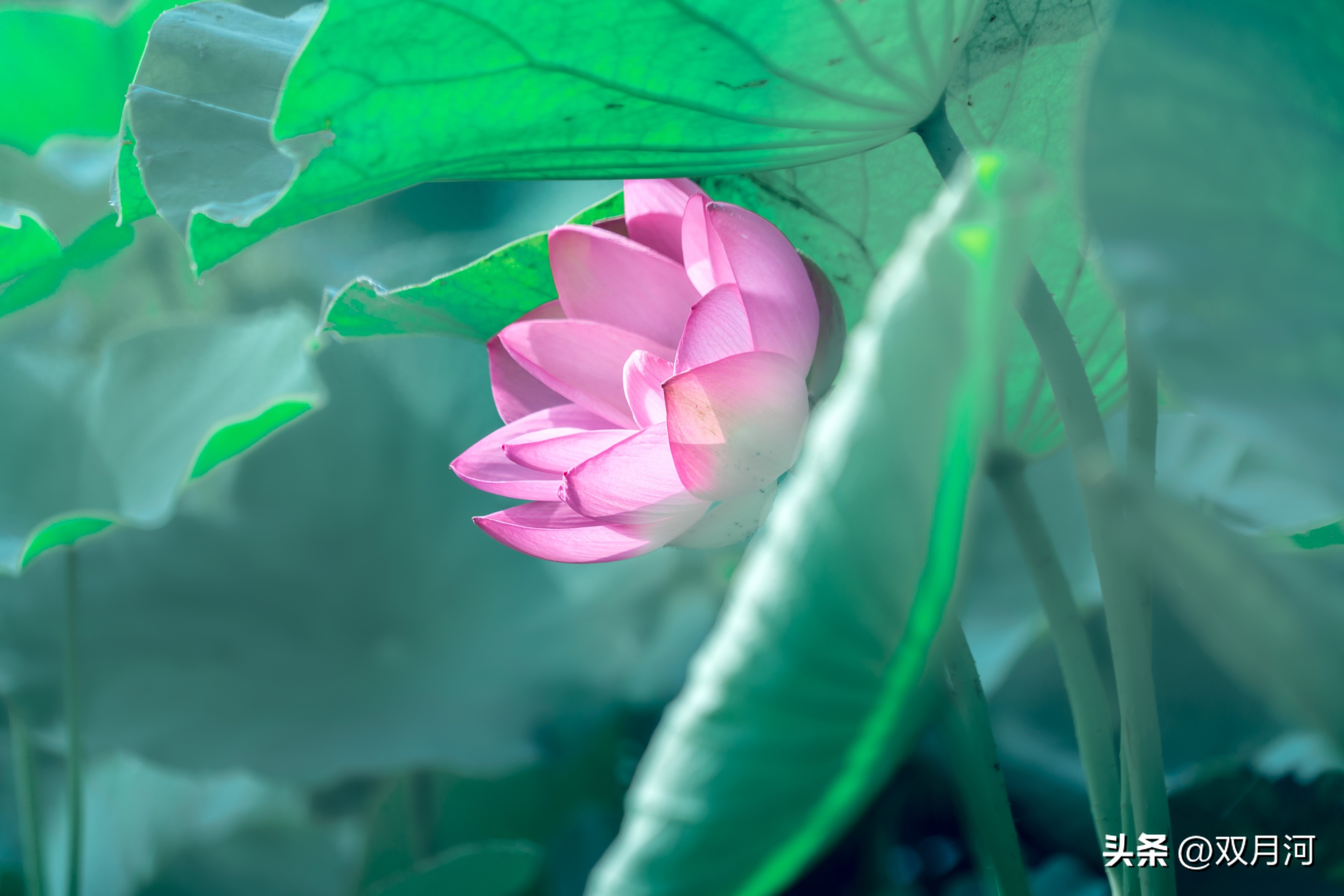 描写赞美荷花的古诗名句(图33)