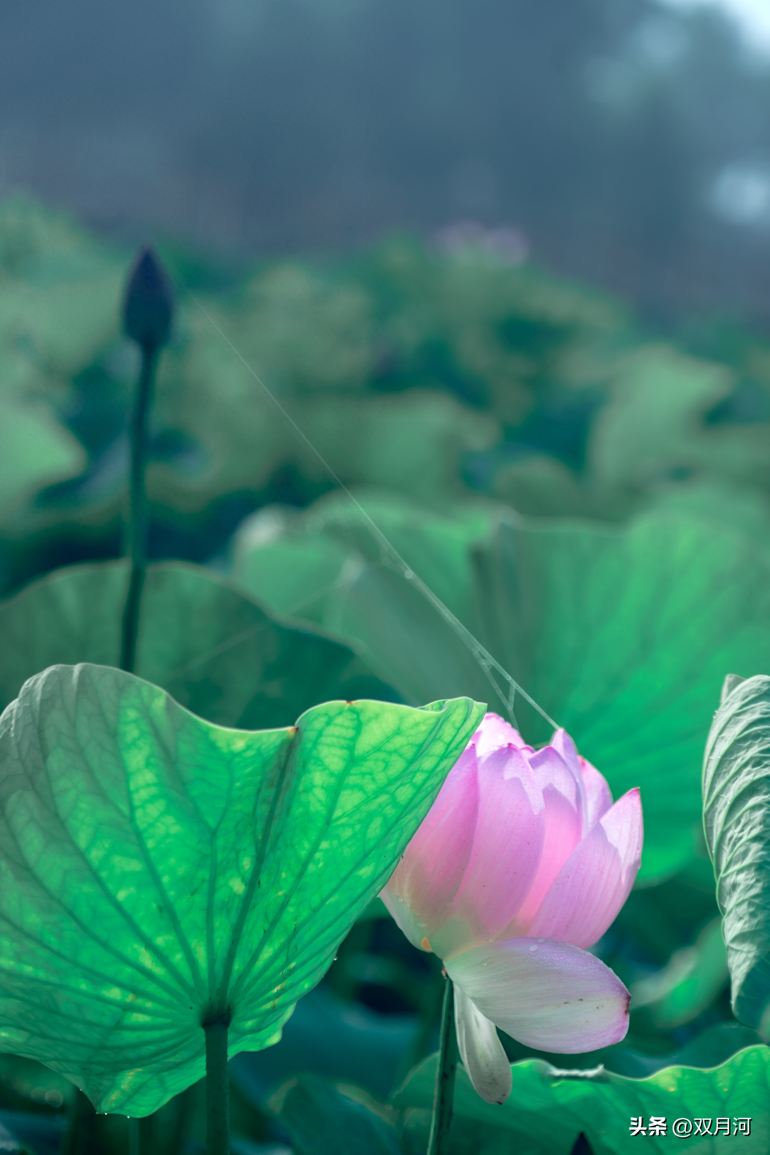 描写赞美荷花的古诗名句(图34)