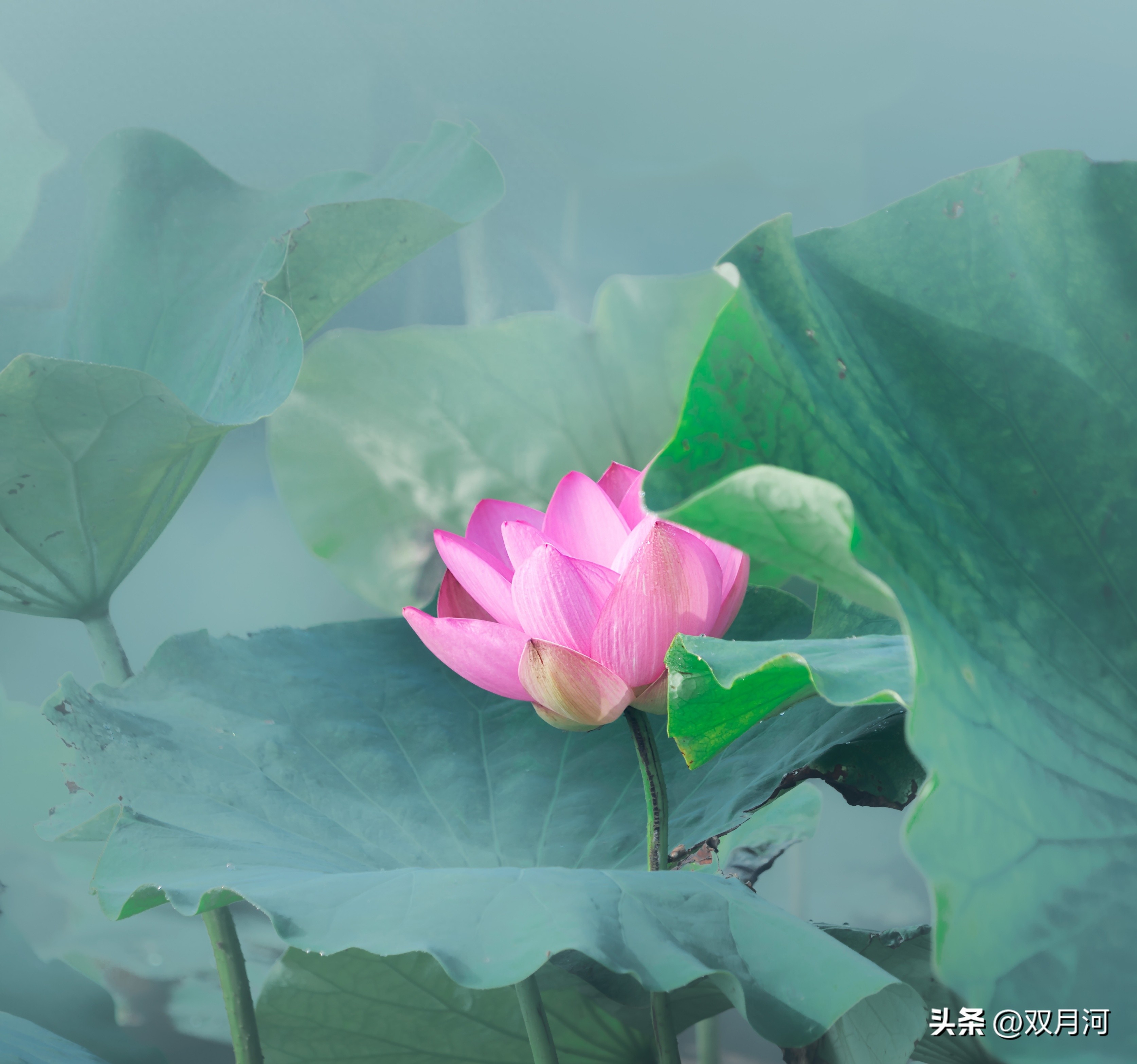 描写赞美荷花的古诗名句(图37)