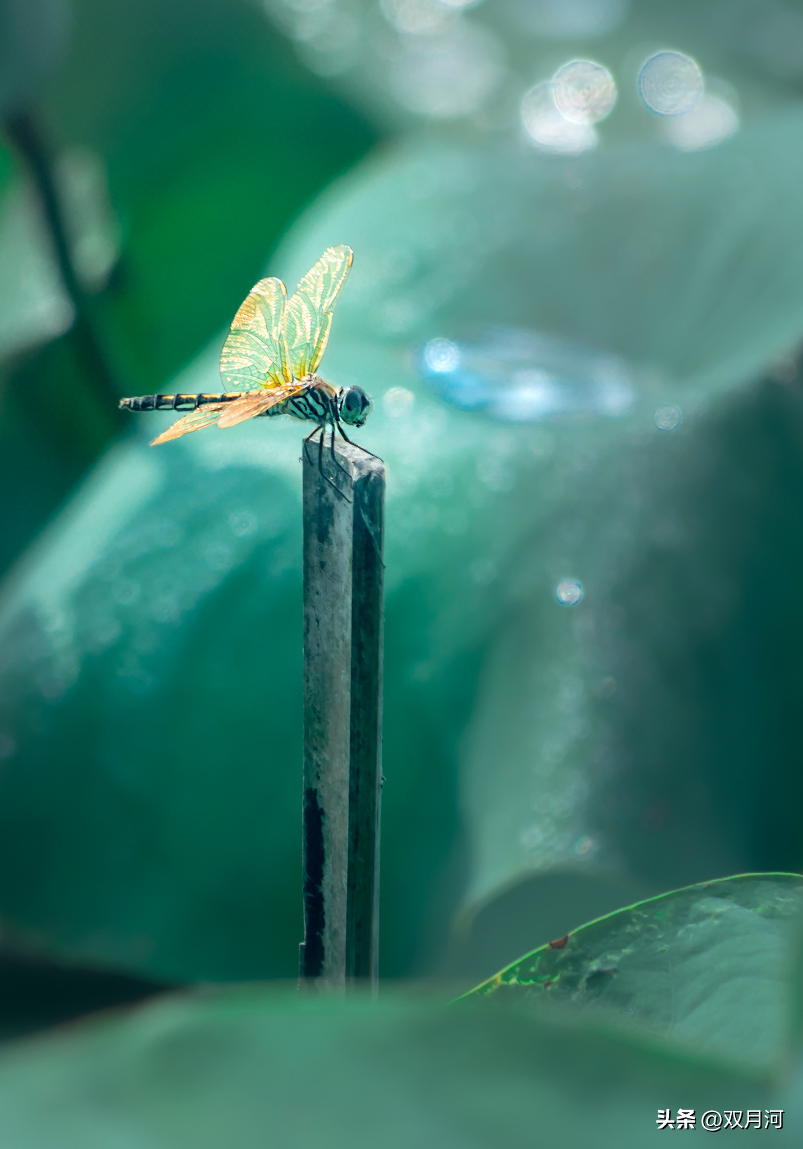 描写赞美荷花的古诗名句(图38)