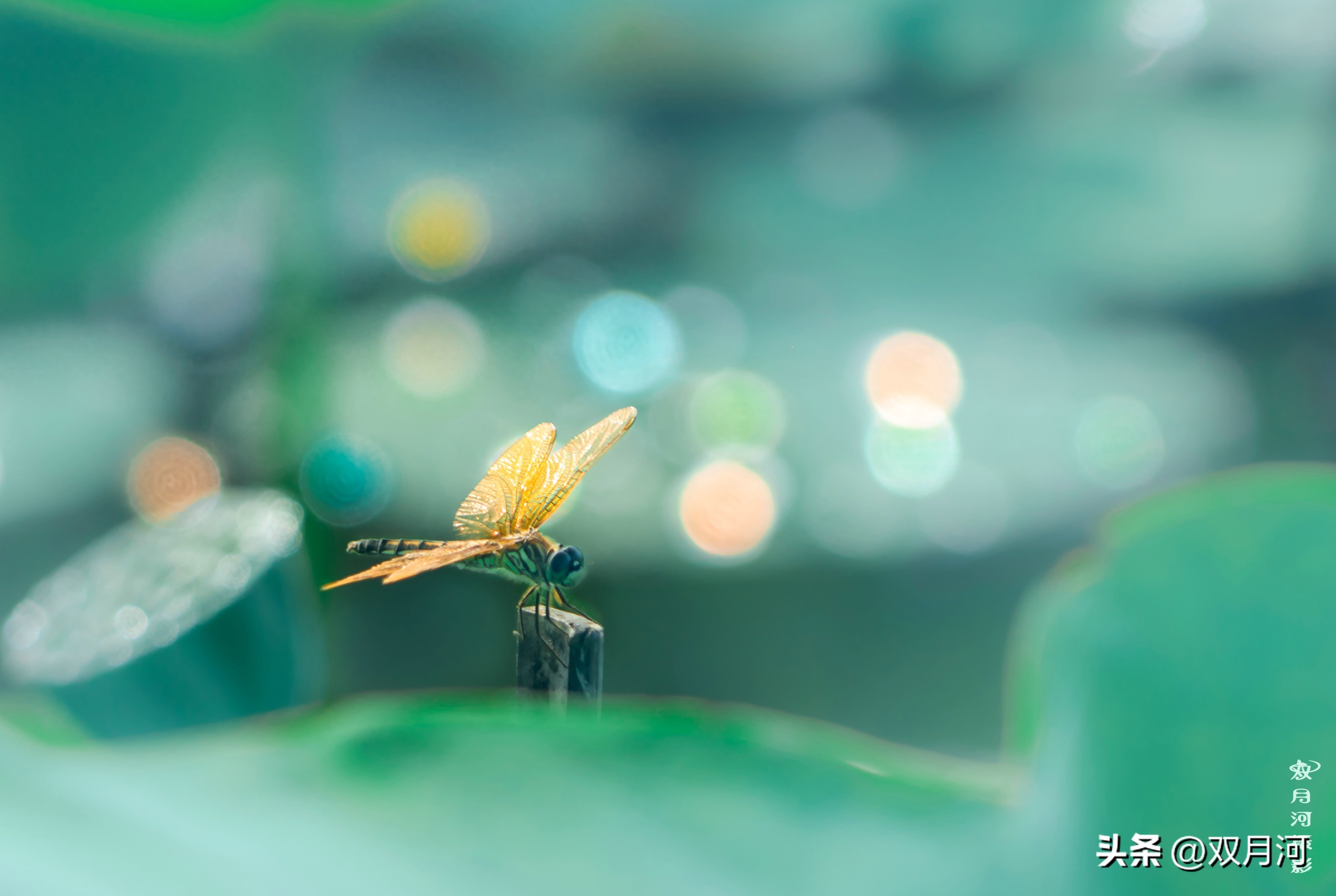 描写赞美荷花的古诗名句(图39)