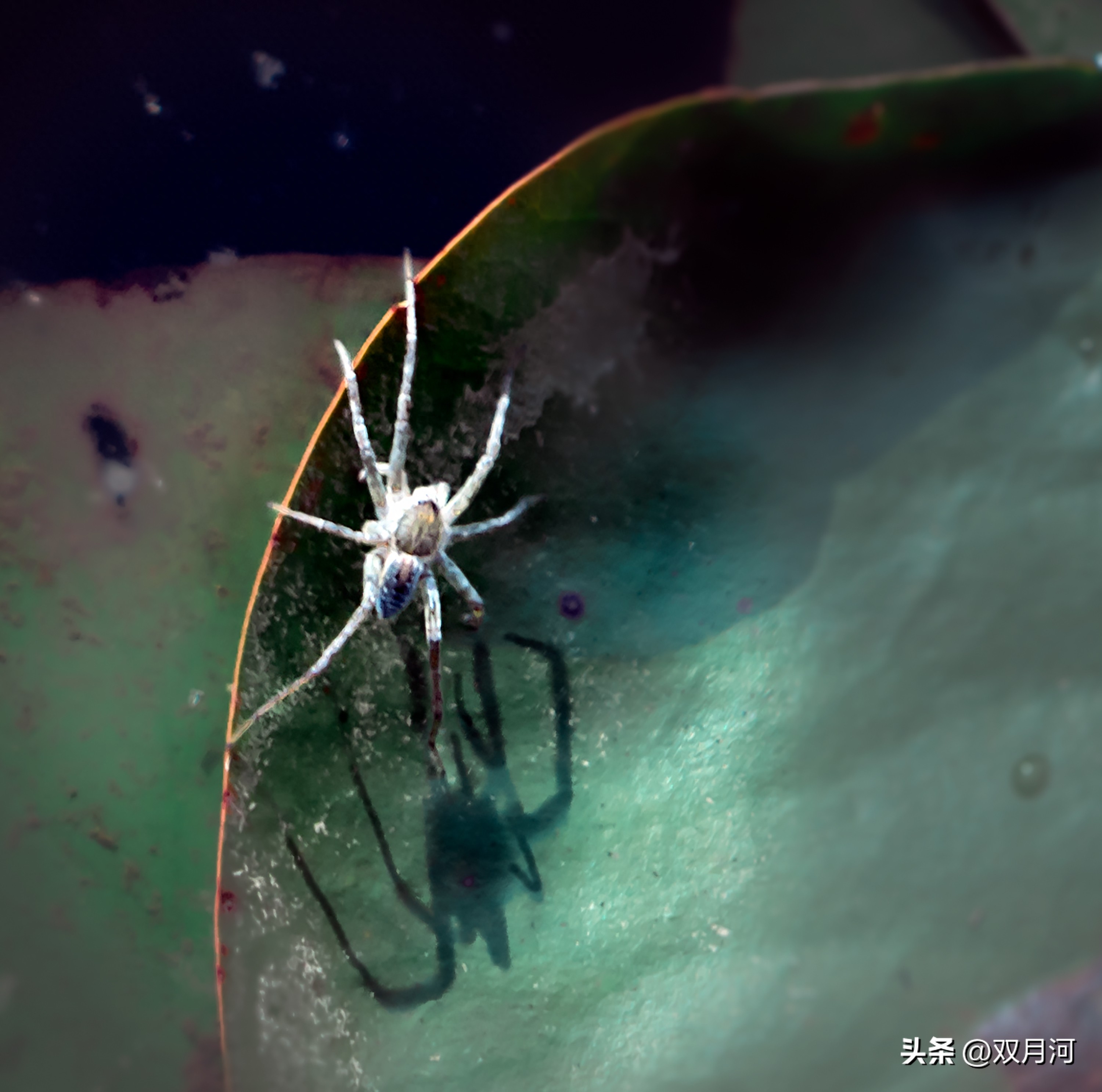 描写赞美荷花的古诗名句(图40)