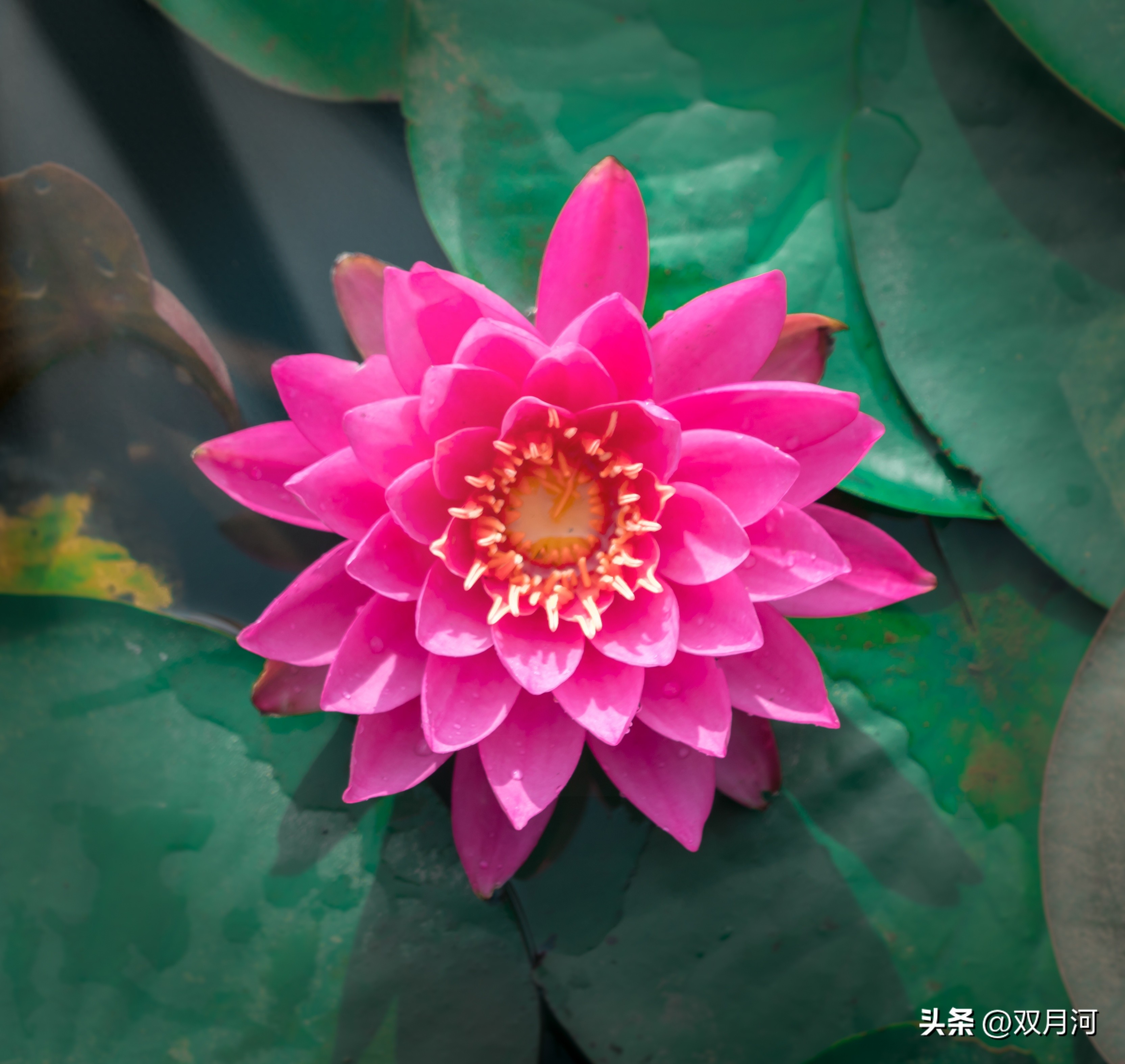 描写赞美荷花的古诗名句(图41)