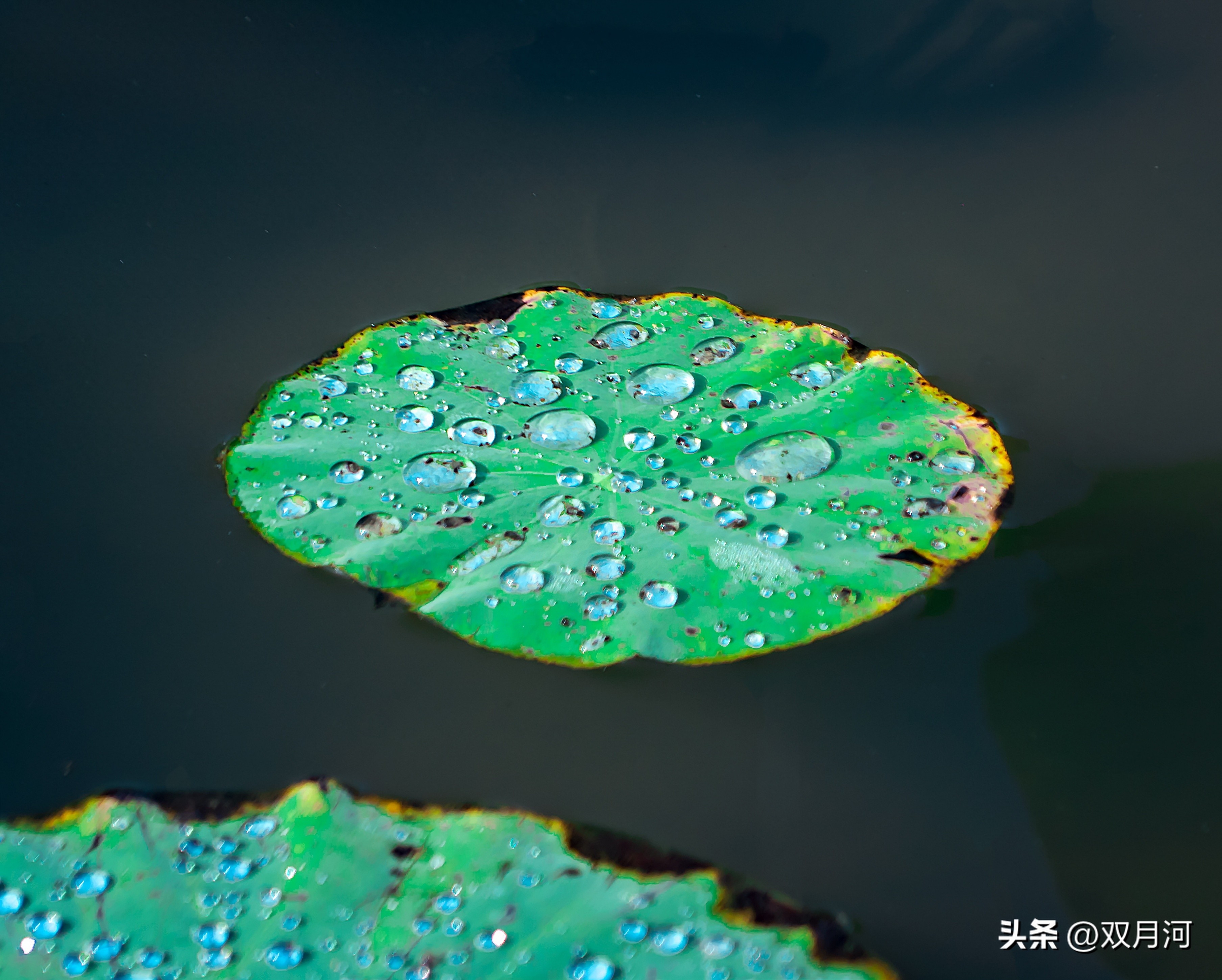 描写赞美荷花的古诗名句(图42)