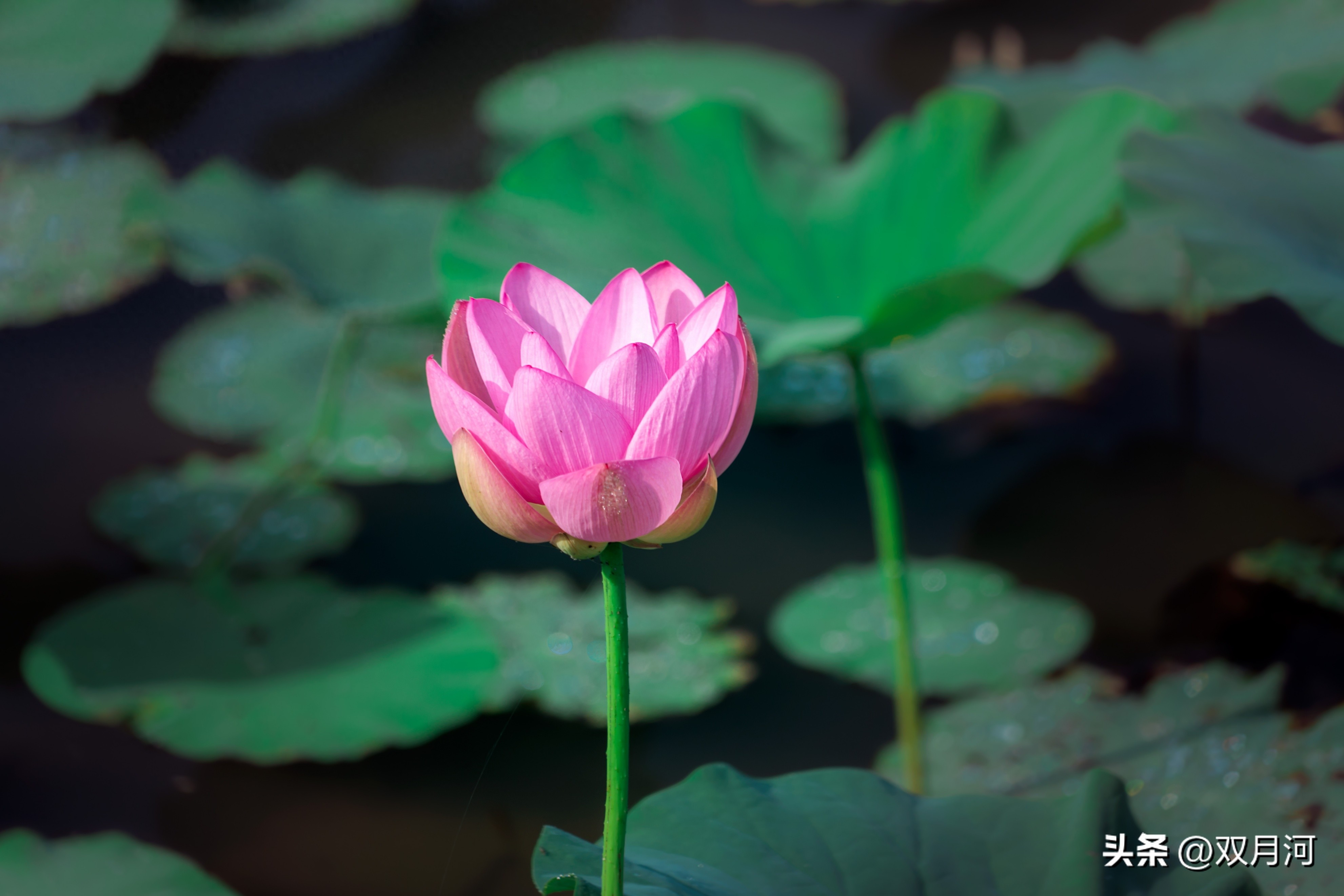 描写赞美荷花的古诗名句(图43)