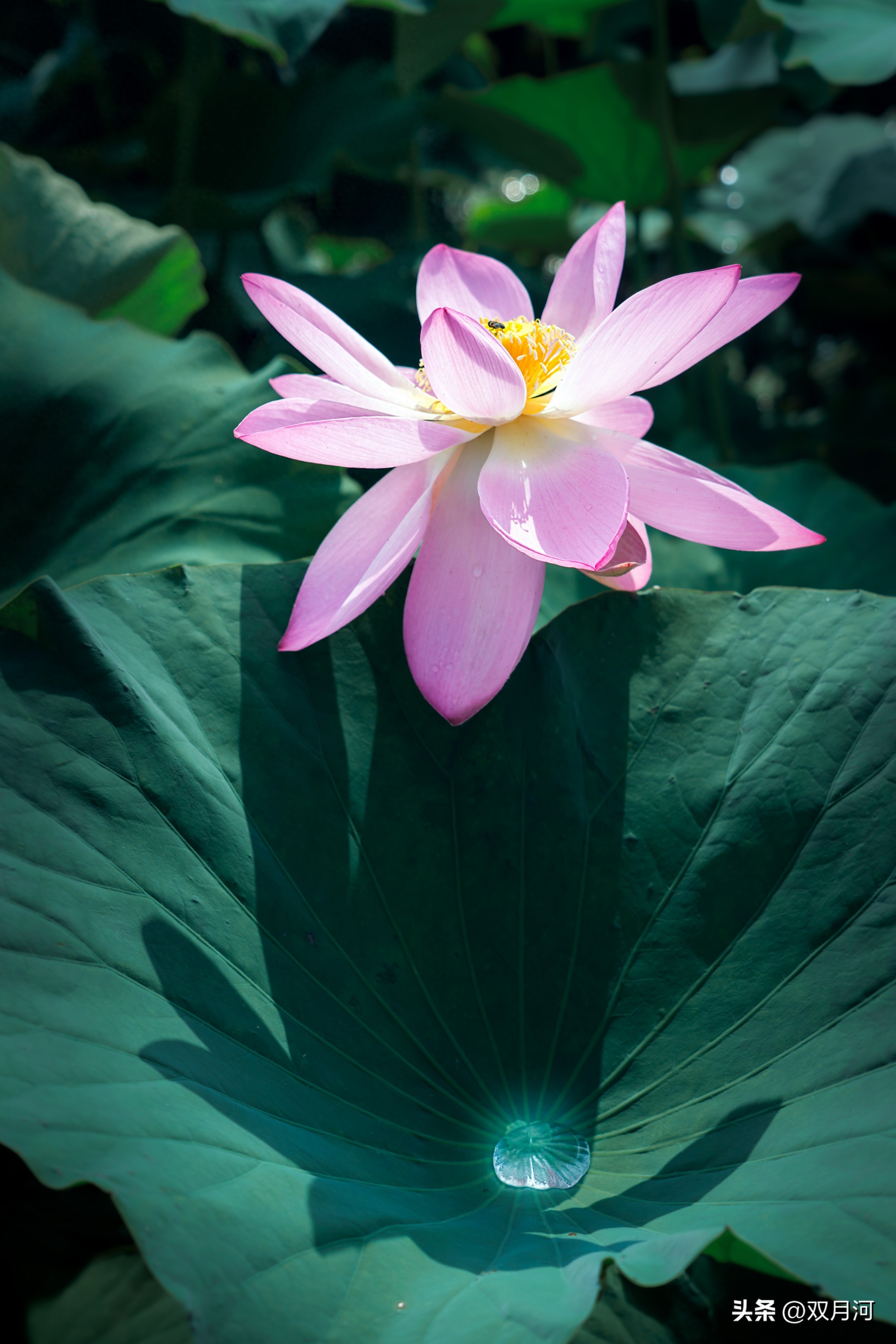 描写赞美荷花的古诗名句(图46)