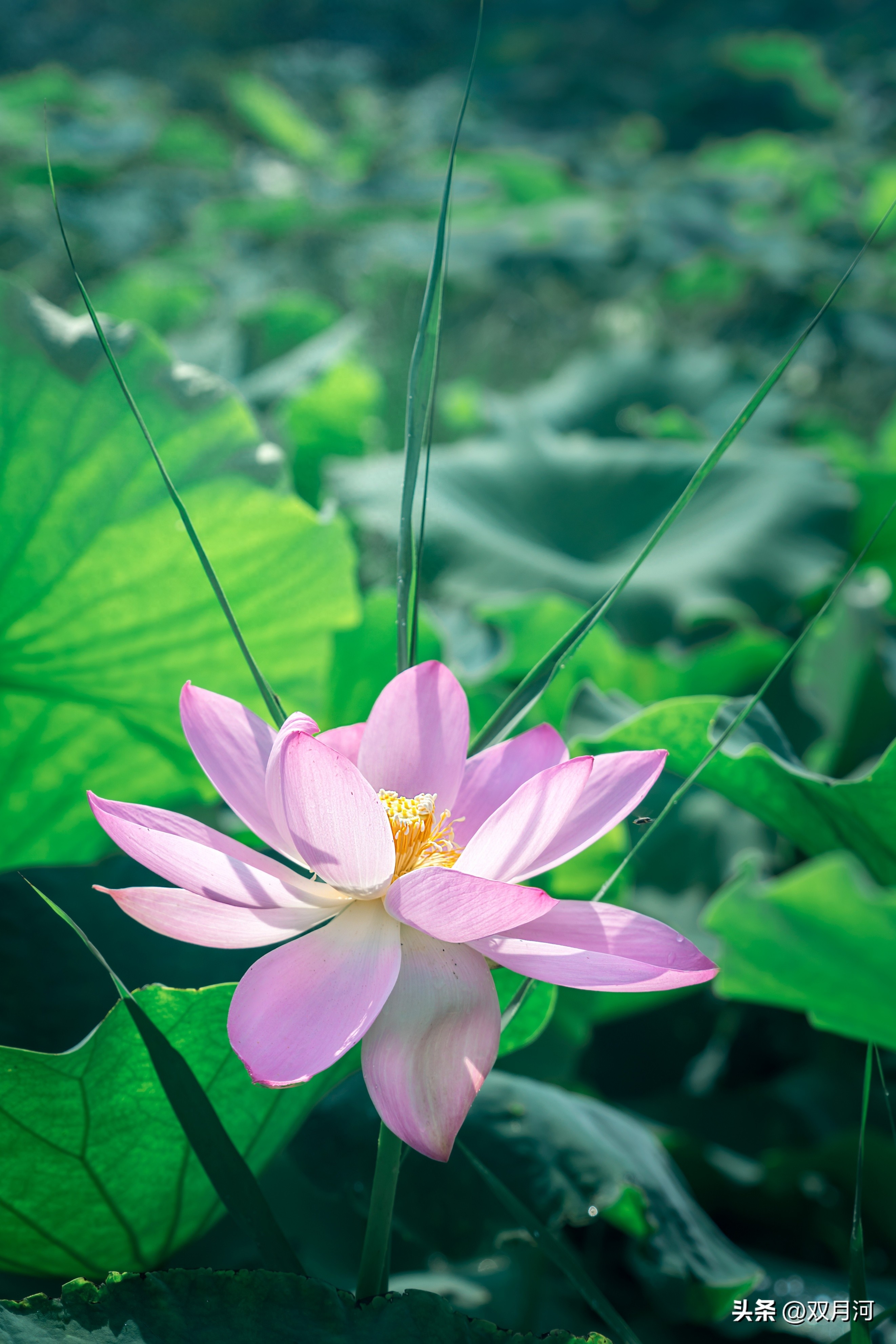 描写赞美荷花的古诗名句(图47)