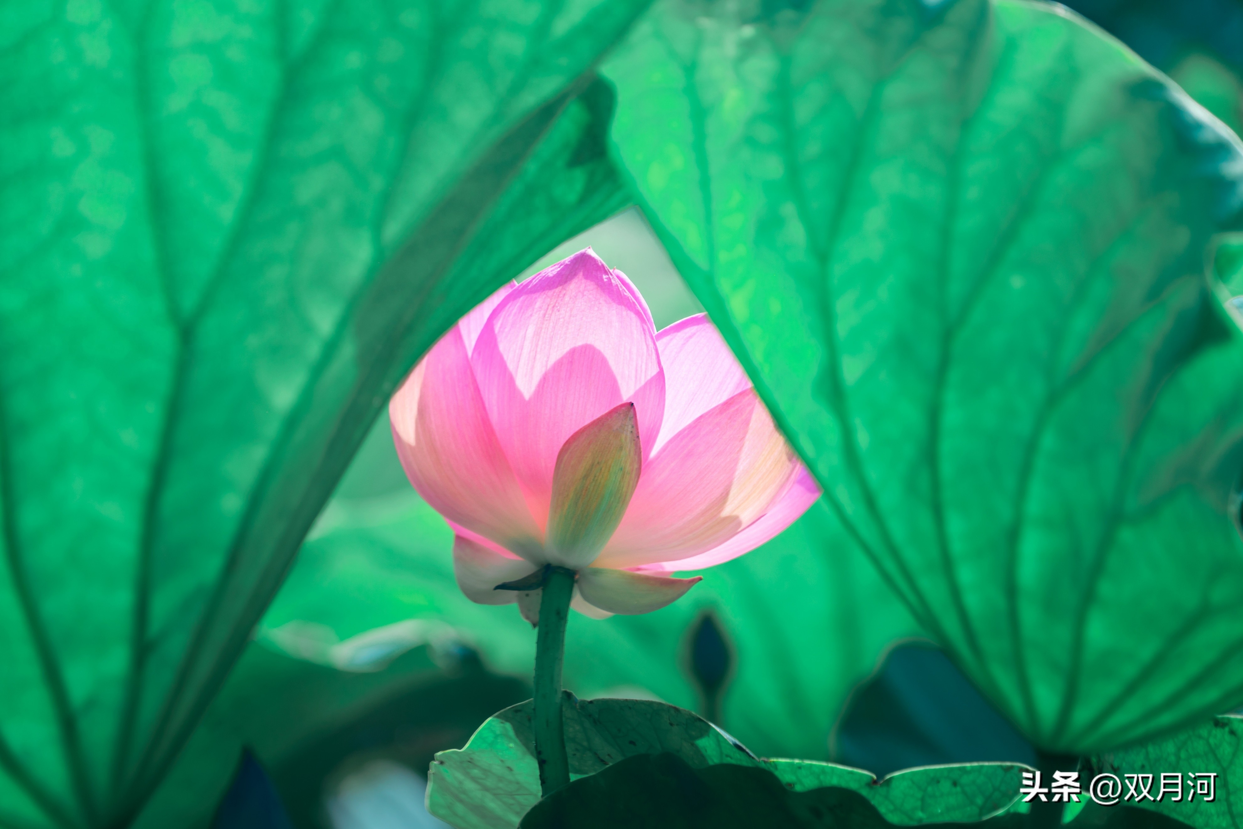 描写赞美荷花的古诗名句(图48)