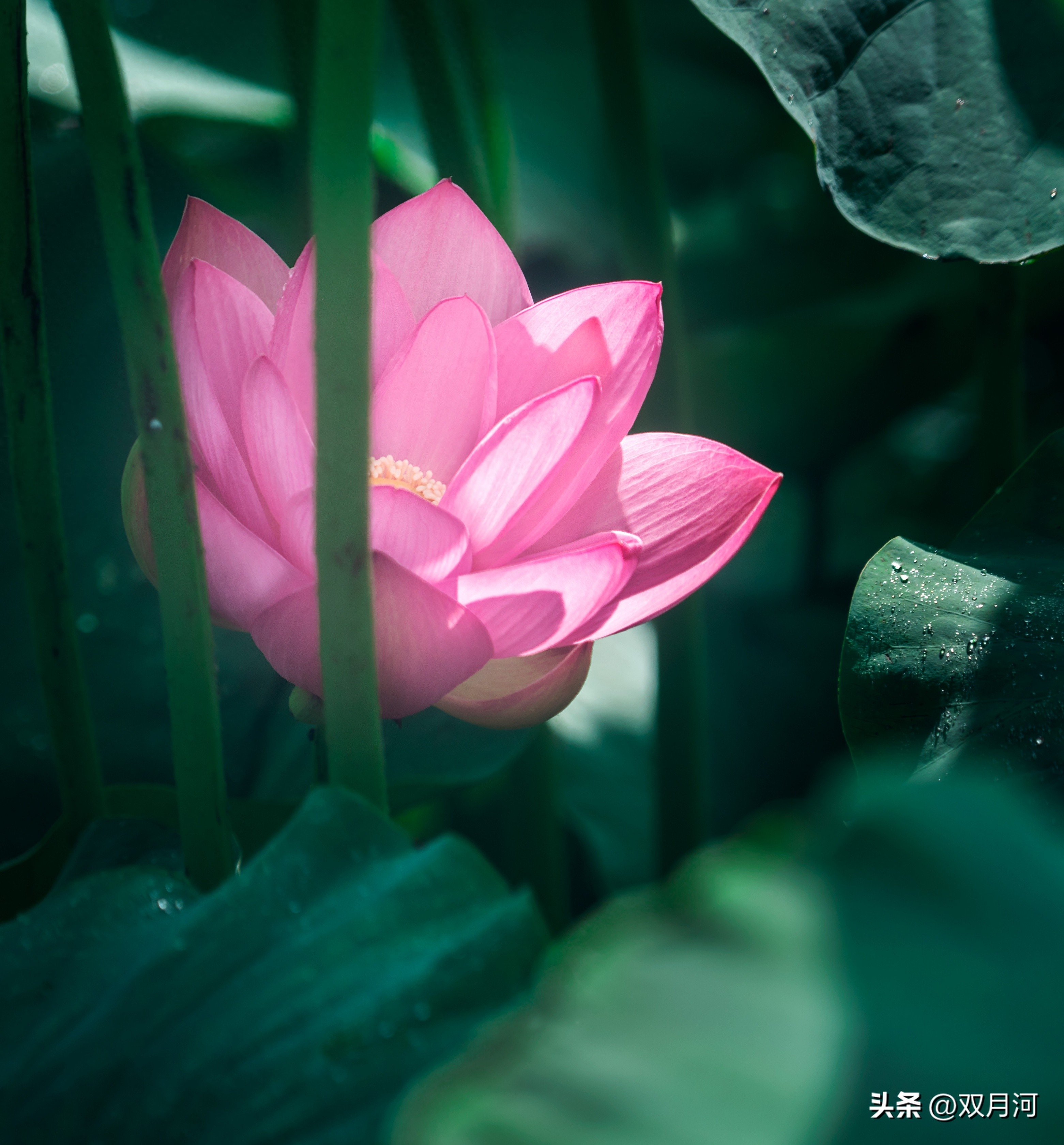 描写赞美荷花的古诗名句(图49)