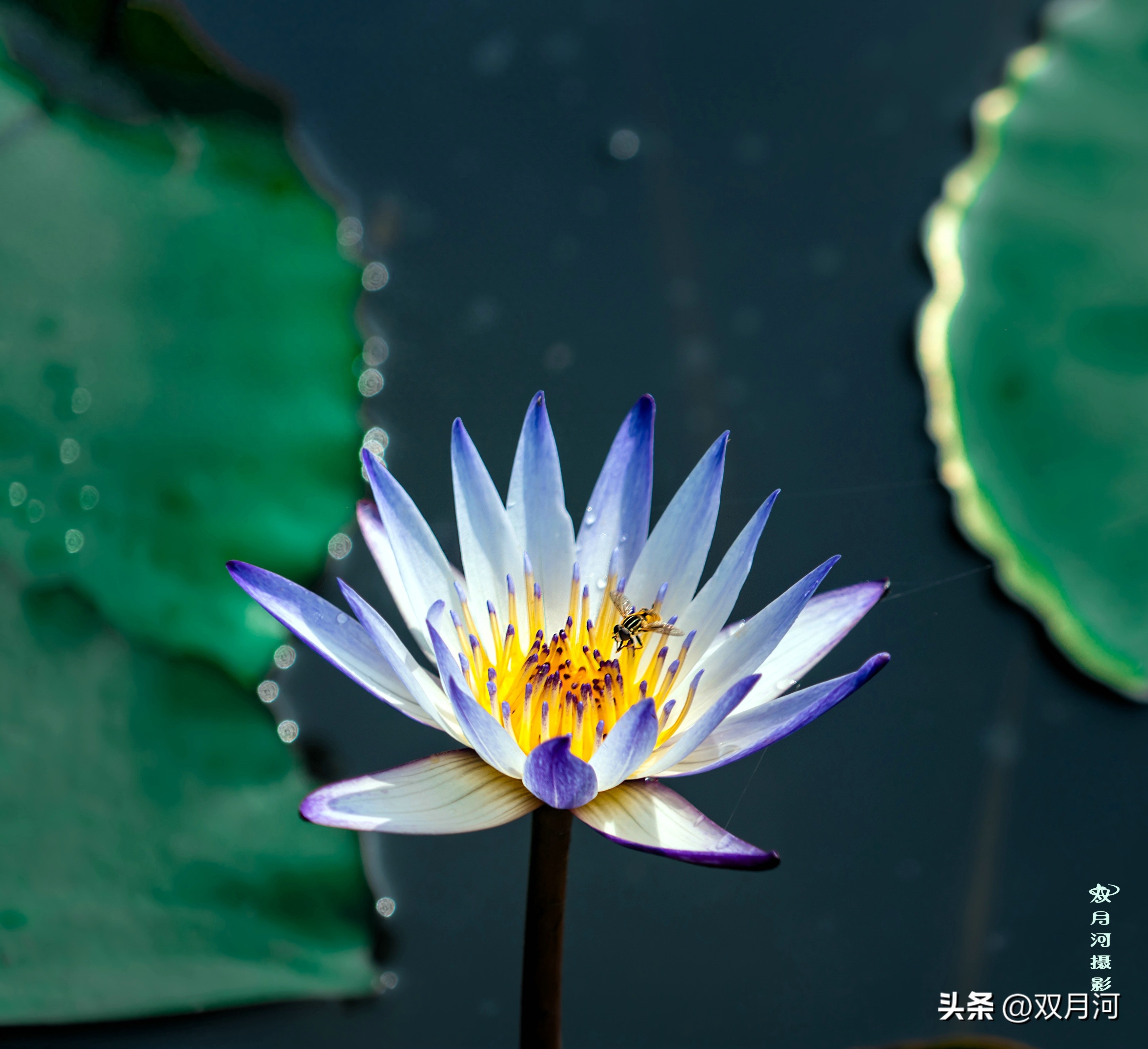 描写赞美荷花的古诗名句(图50)