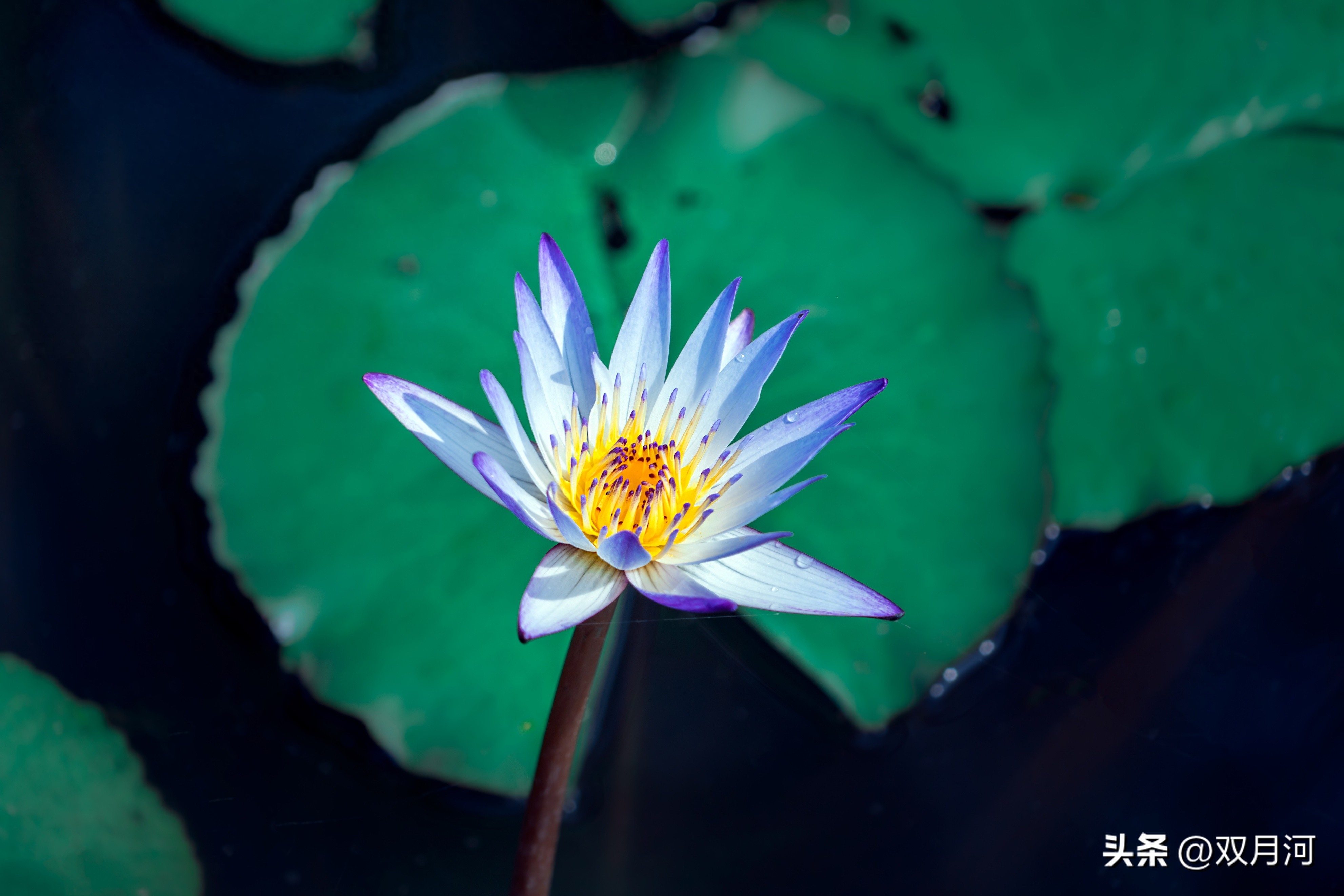 描写赞美荷花的古诗名句(图51)