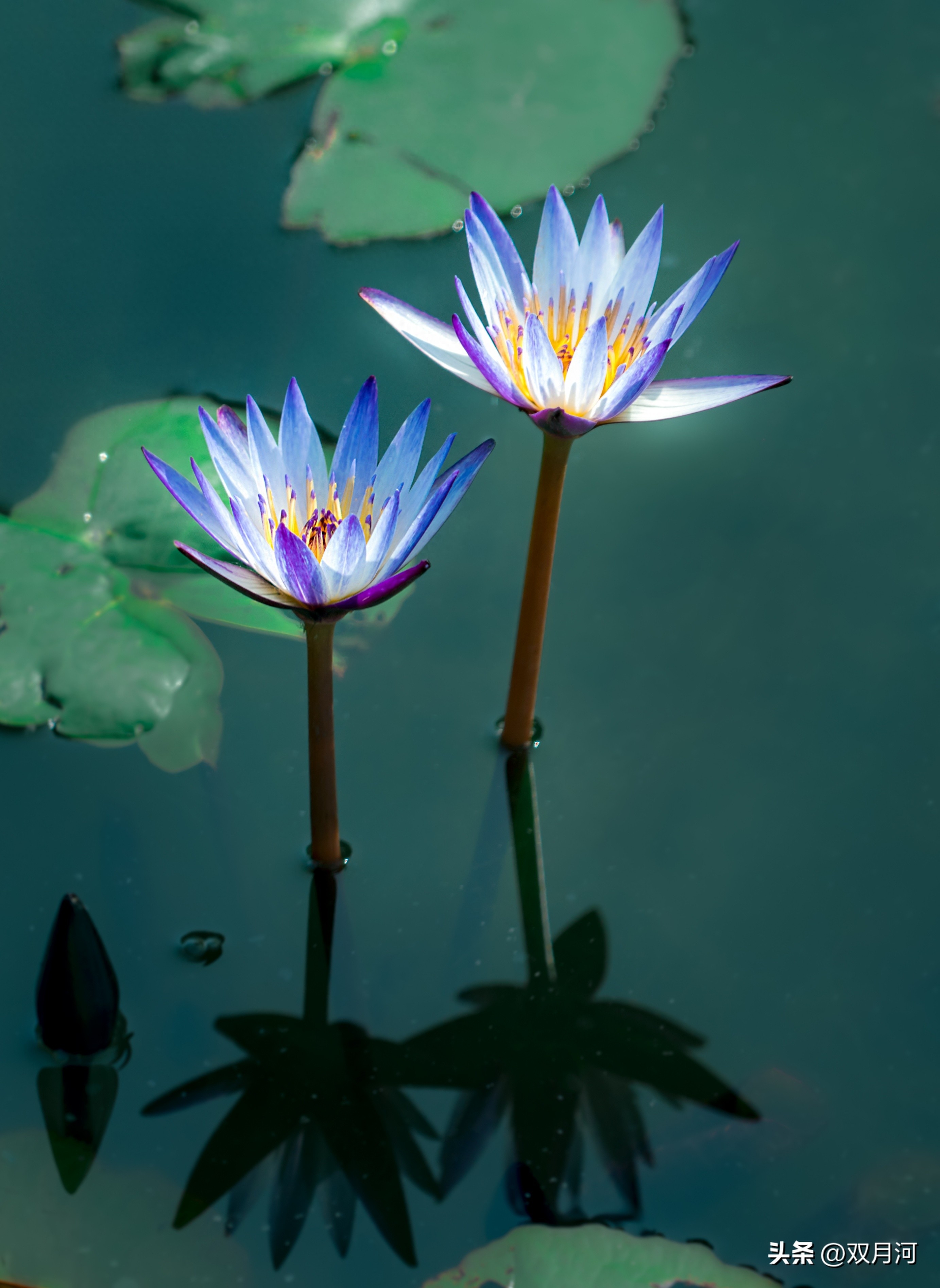 描写赞美荷花的古诗名句(图52)