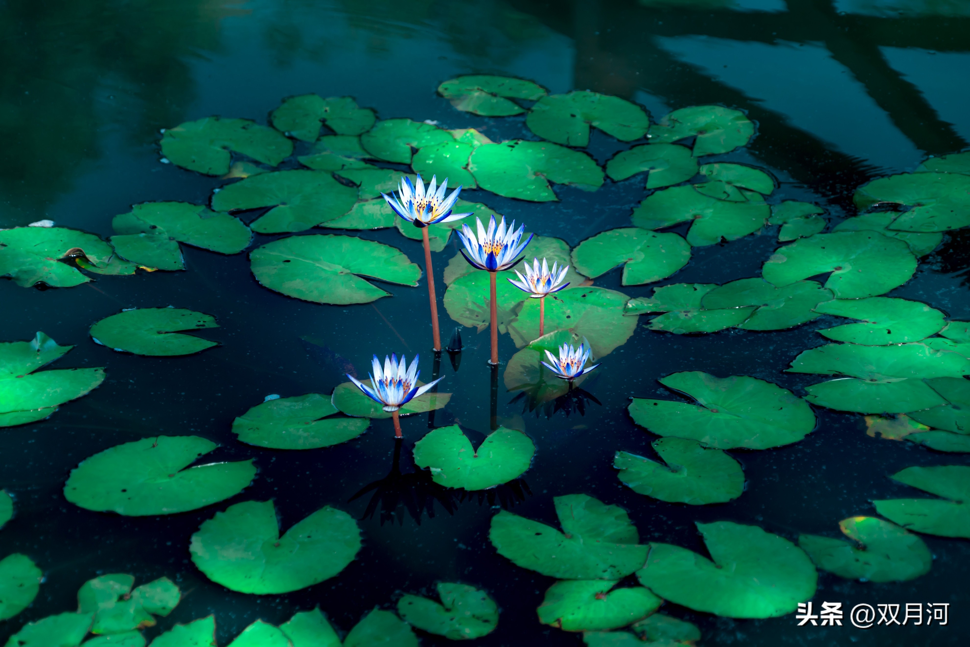 描写赞美荷花的古诗名句(图53)