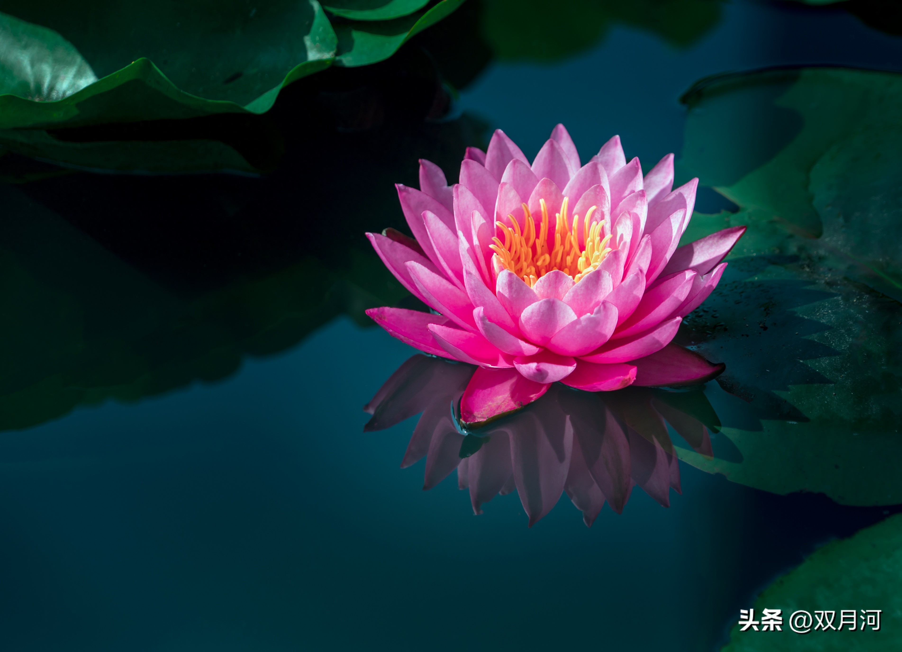 描写赞美荷花的古诗名句(图54)