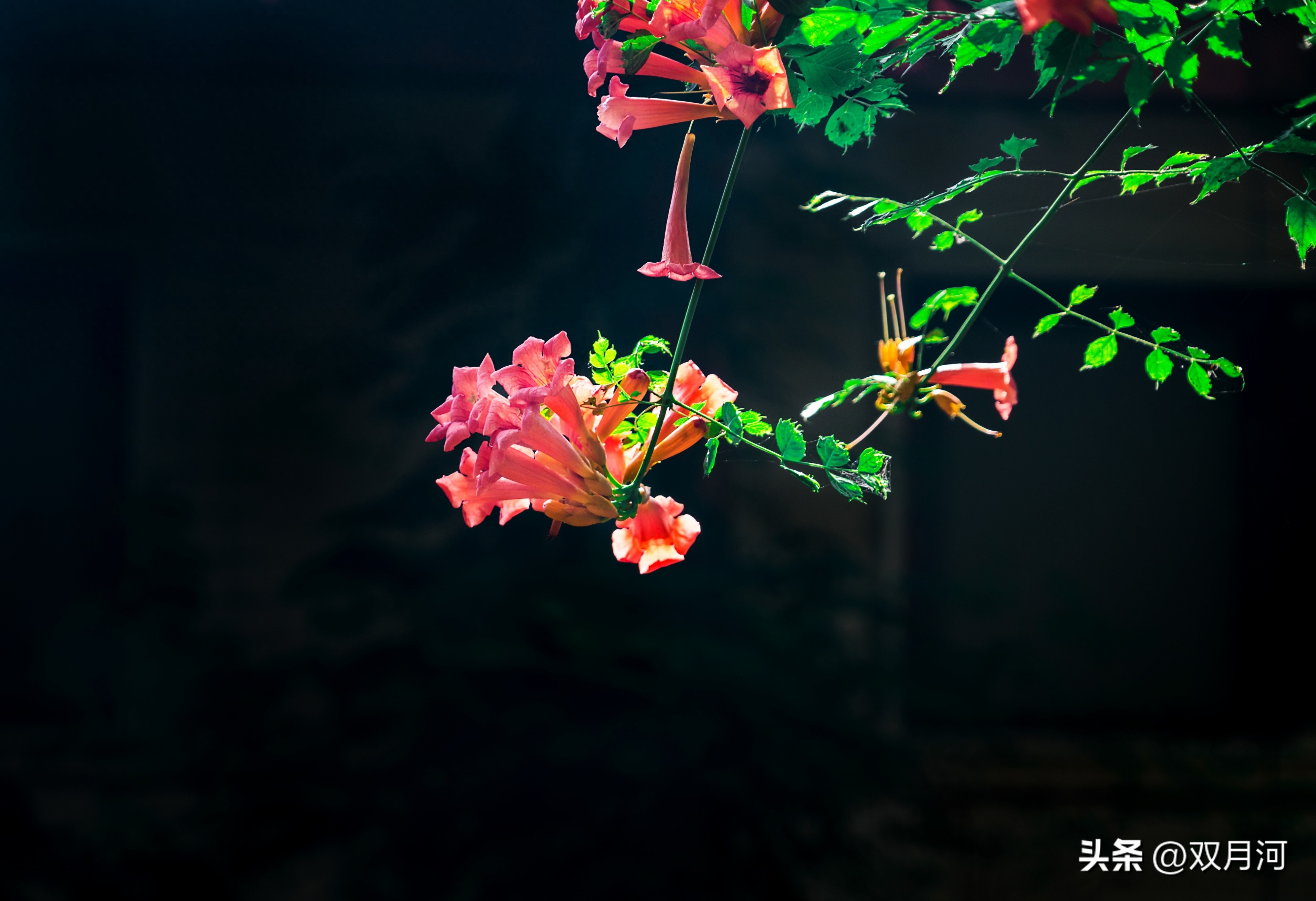 描写赞美荷花的古诗名句(图55)