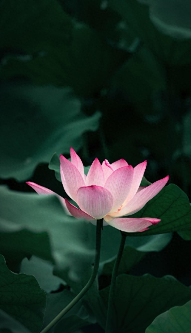 关于荷花的50句诗句(图1)