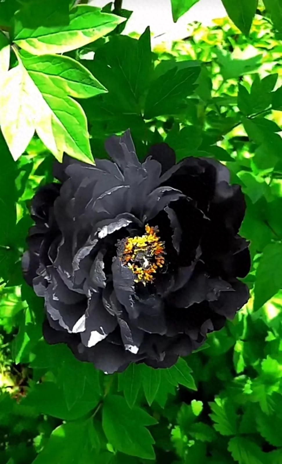 身处黑暗，心向光明(图1)