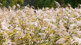 夏未尽，秋已至，一夜新凉，一骑秋风(图2)