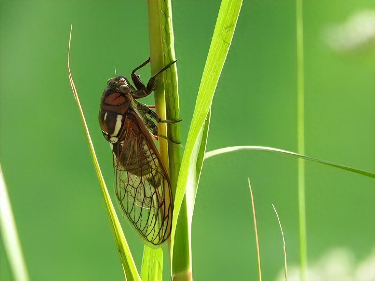 夏未尽，秋已至，一夜新凉，一骑秋风(图4)