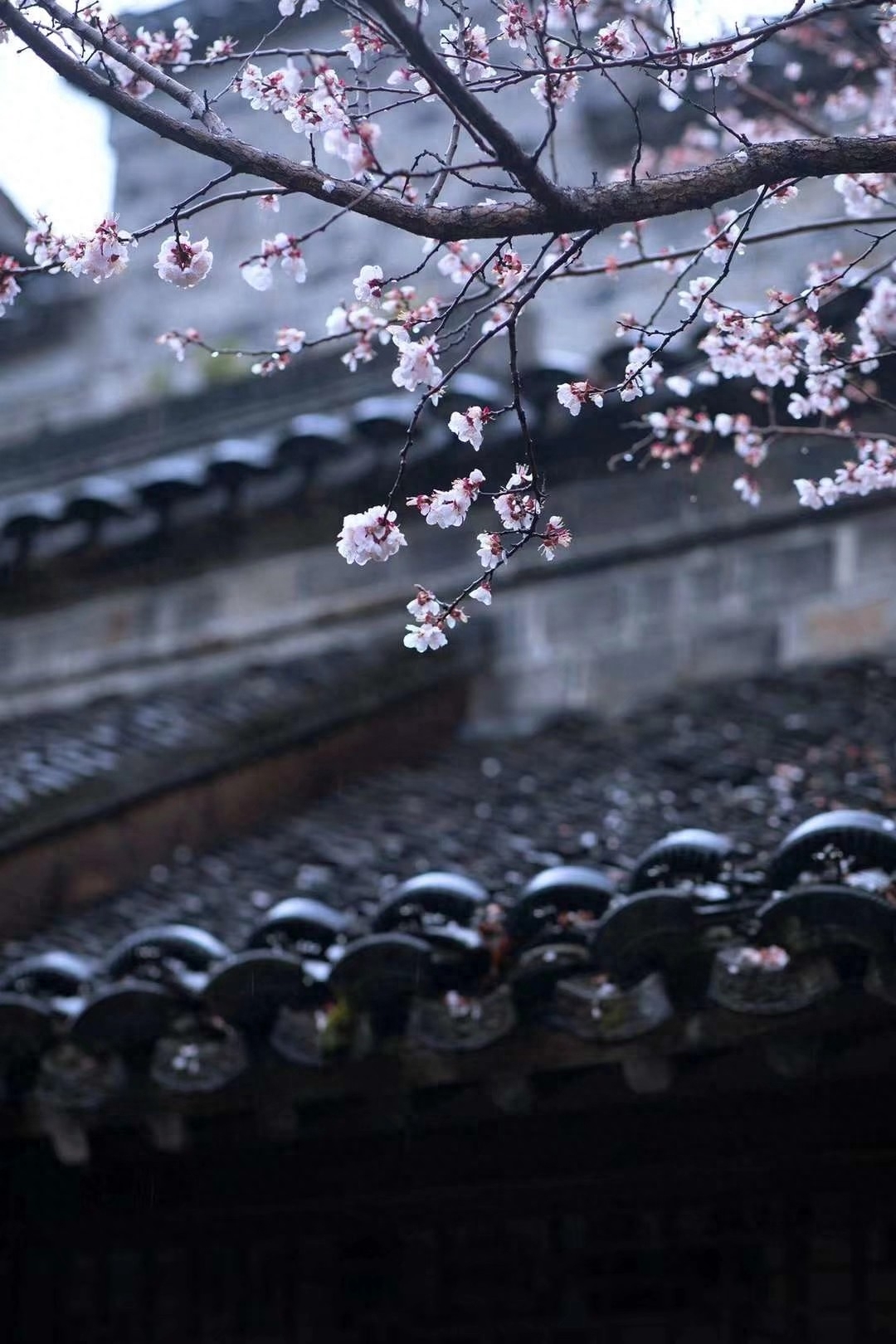 散文：醉美人间，不负春光，不负遇见，人生所遇皆是美好(图3)