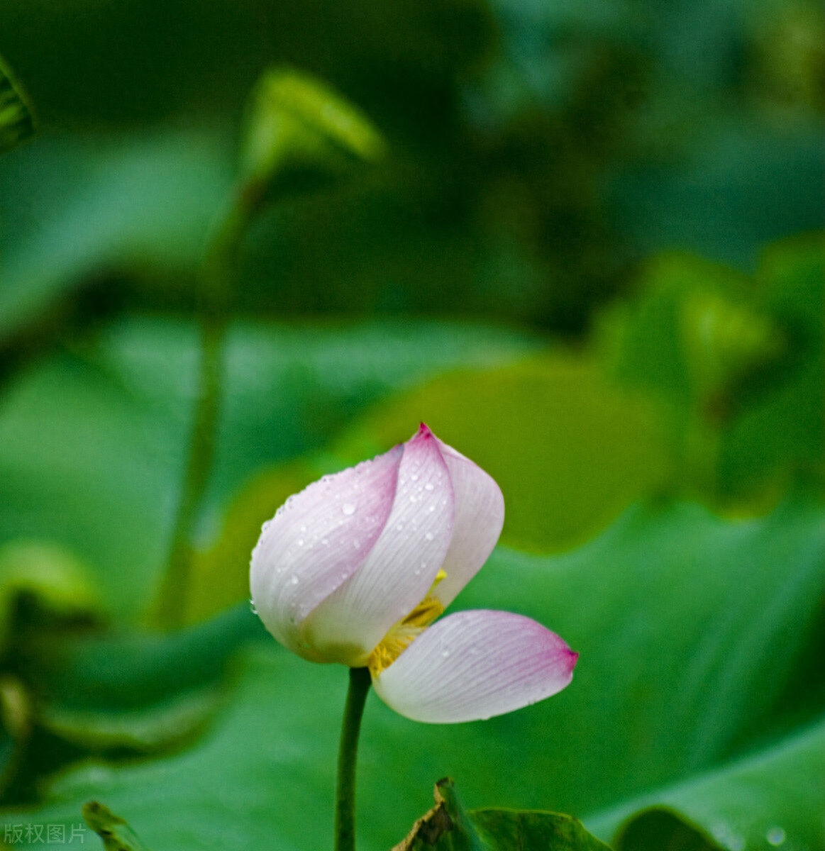 眉眼如初，相思如故，你应该是一场梦，我应该是一阵风(图1)