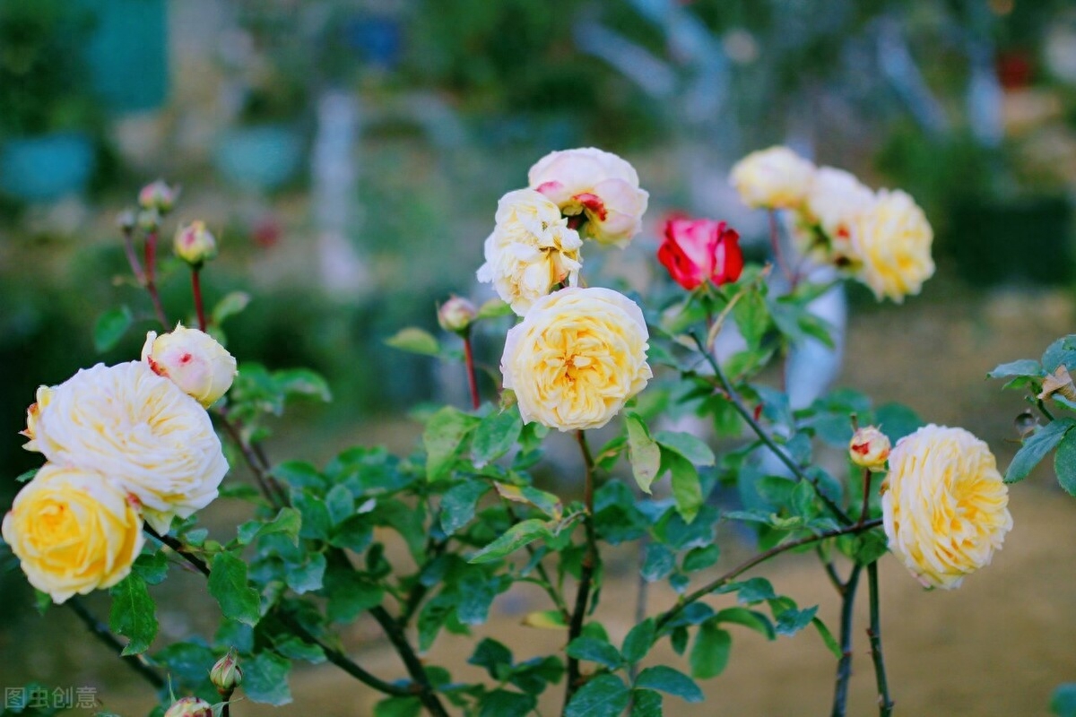 眉眼如初，相思如故，你应该是一场梦，我应该是一阵风(图2)