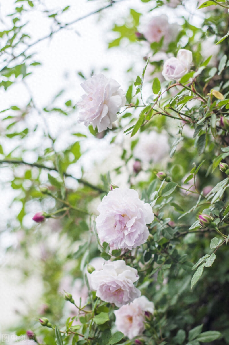 眉眼如初，相思如故，你应该是一场梦，我应该是一阵风(图3)