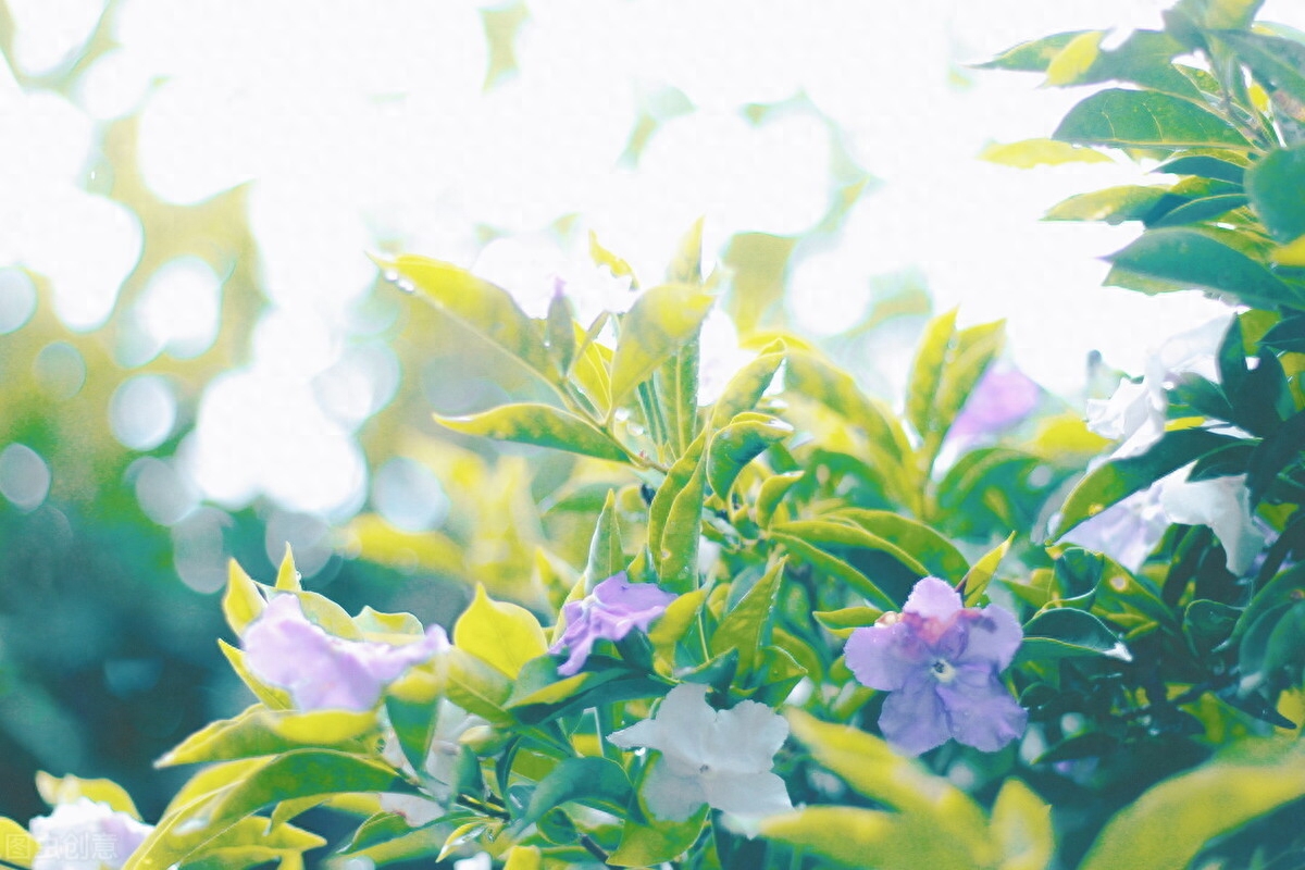 眉眼如初，相思如故，你应该是一场梦，我应该是一阵风(图5)