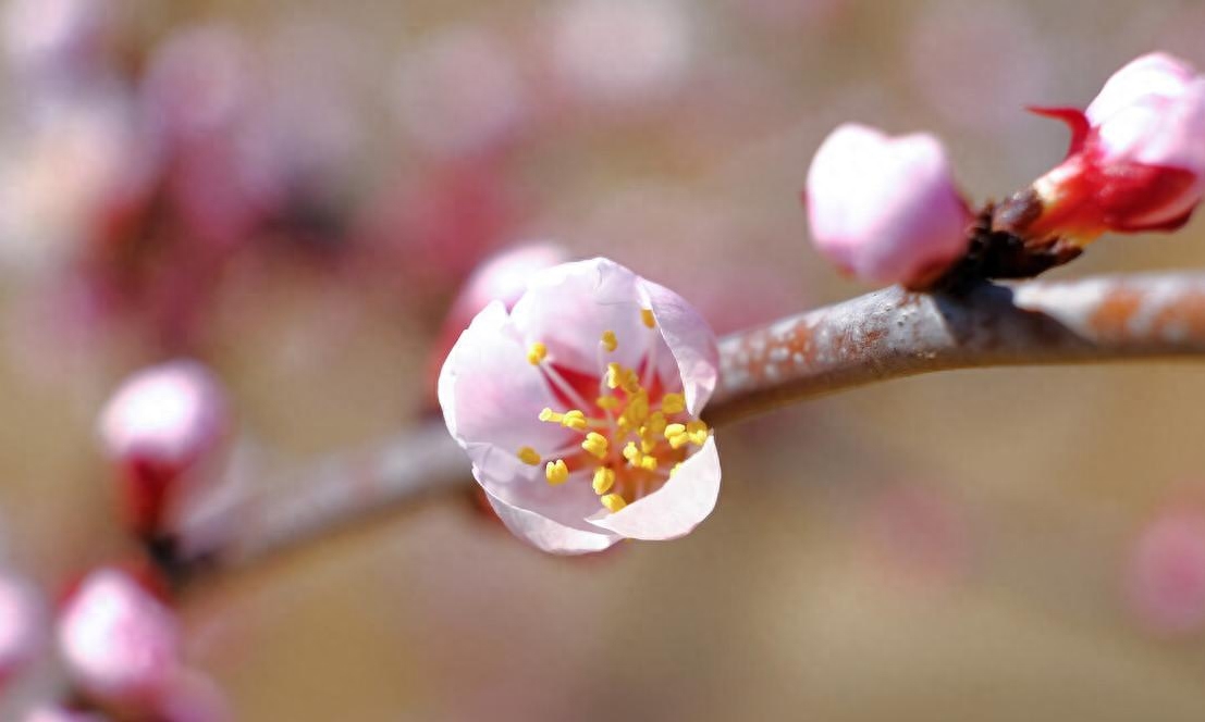 最让女人“动情”的六句情话，有些情商低的男人，一句都不会说！(图1)