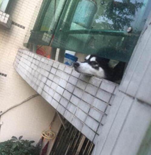 男子回家哈士奇总会探头迎接，可二哈的表情却是让人见一次笑一次(图1)